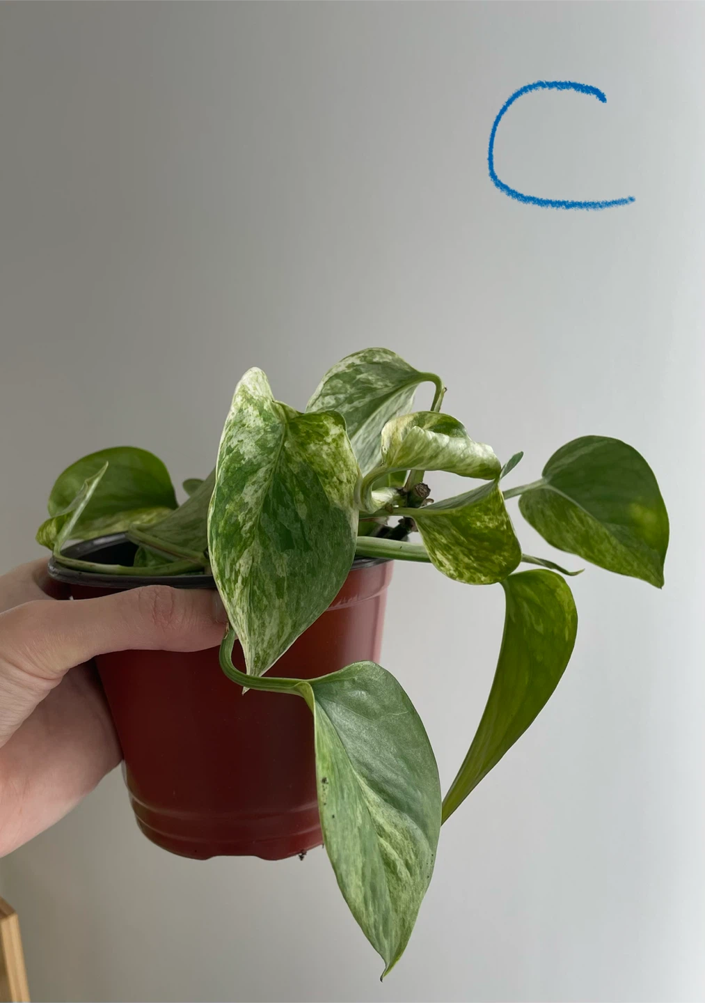 Various Marble Queen Pothos Plant - photo 5