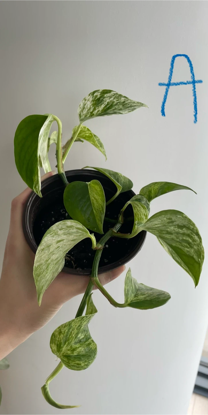 Various Marble Queen Pothos Plant