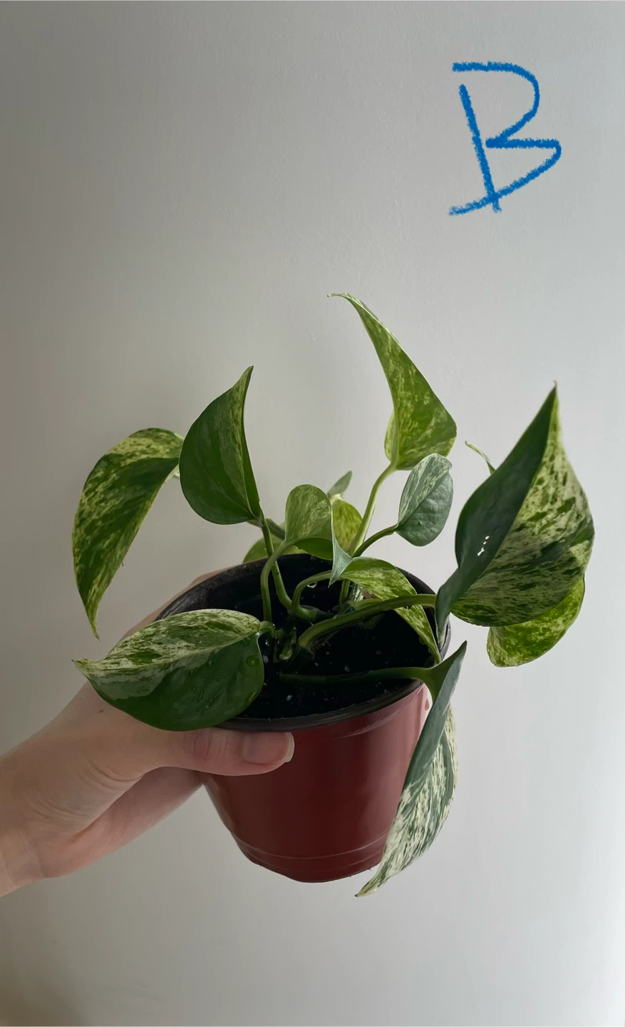 Various Marble Queen Pothos Plant - photo 4