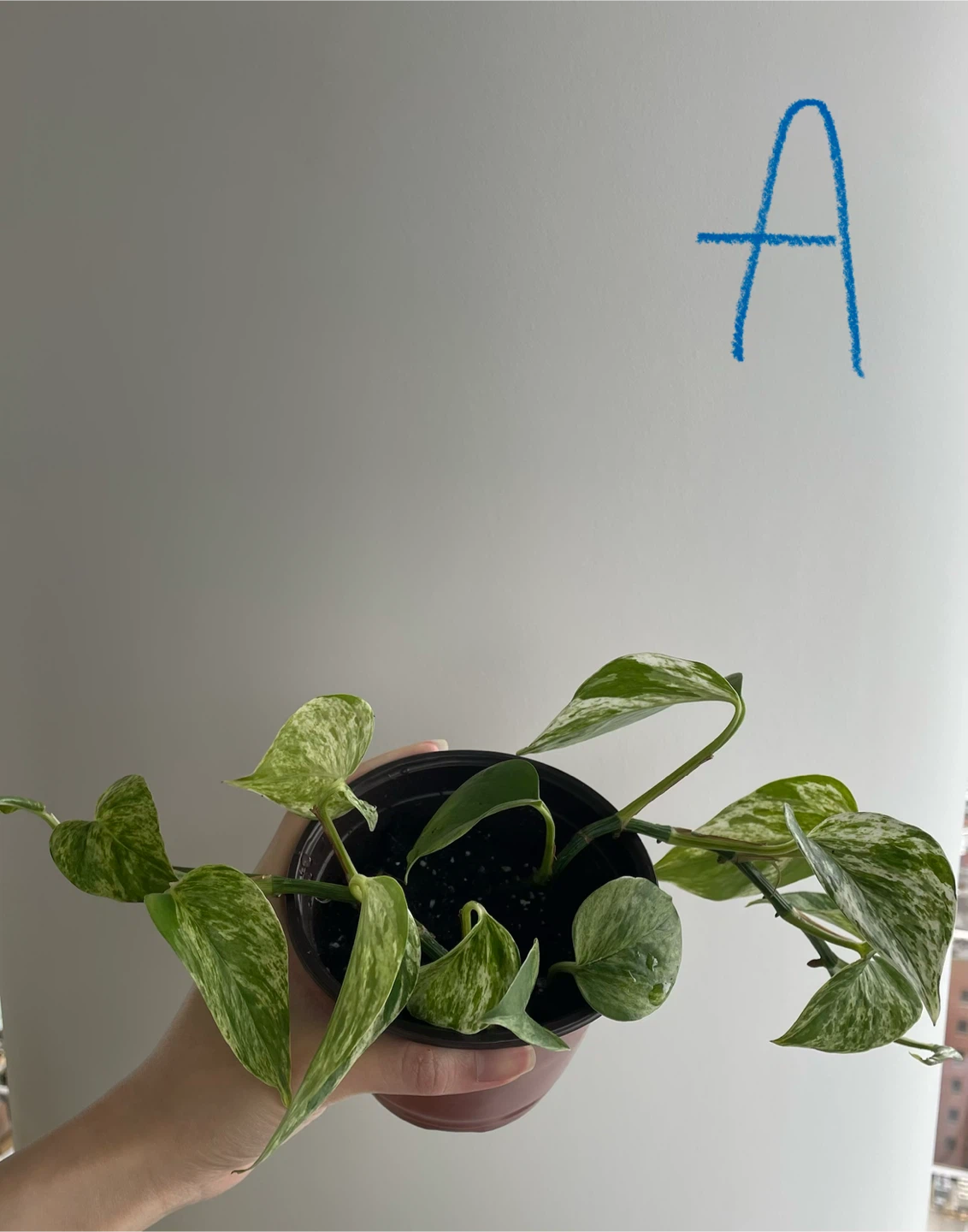 Various Marble Queen Pothos Plant - photo 2