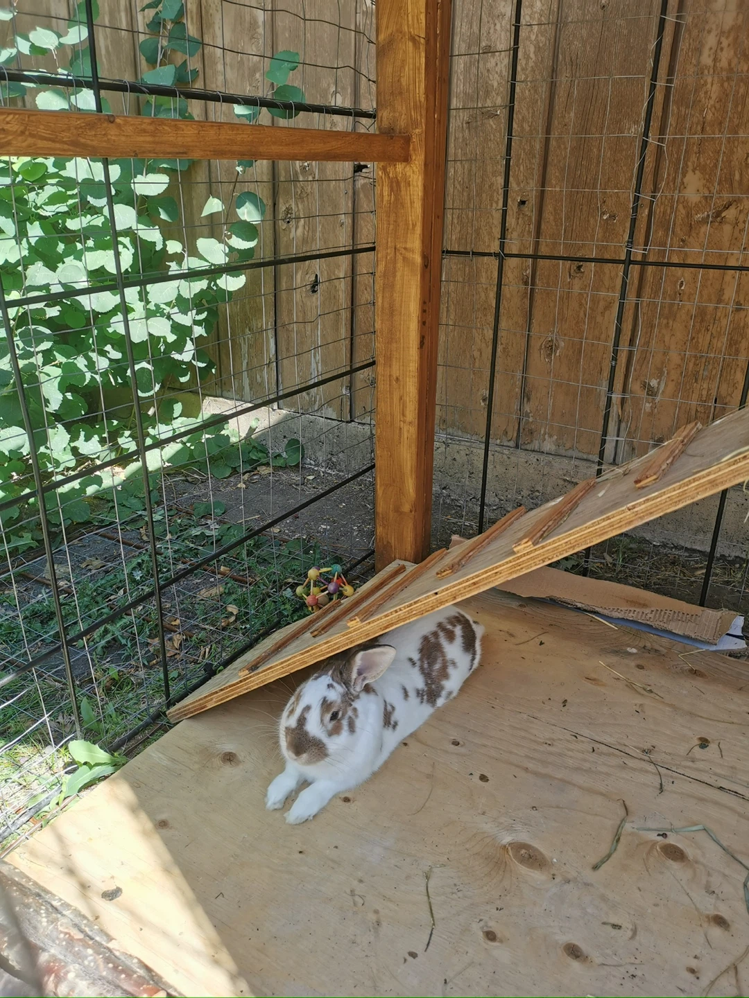 Chicken Coop / Rabbit Hutch - photo 4