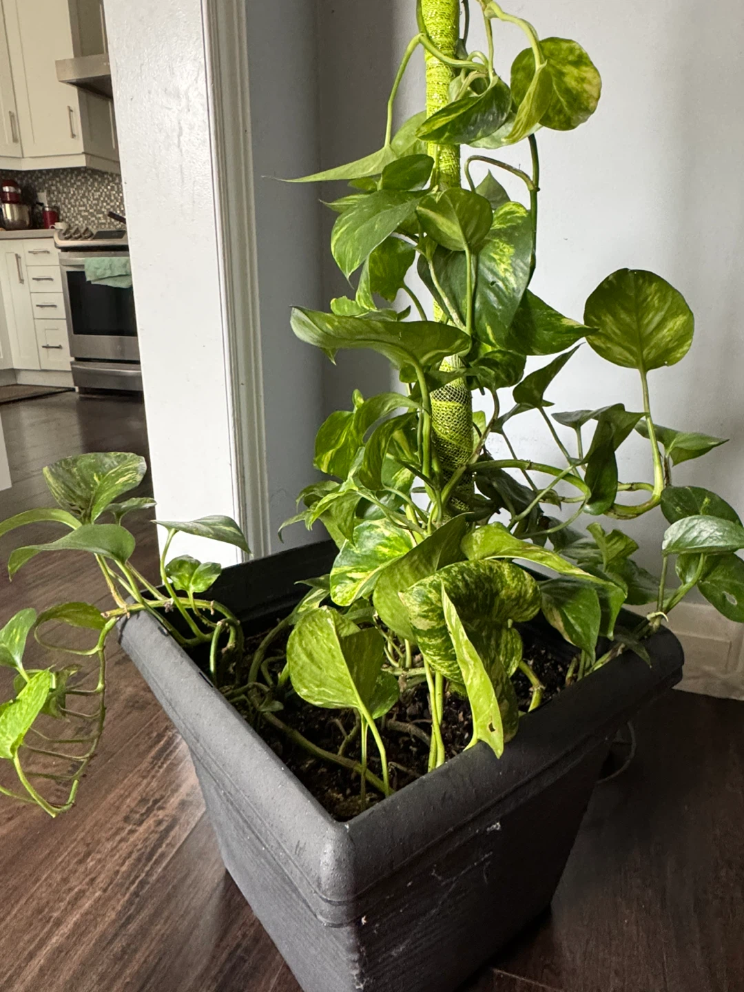 Pothos Plant in Black Pot