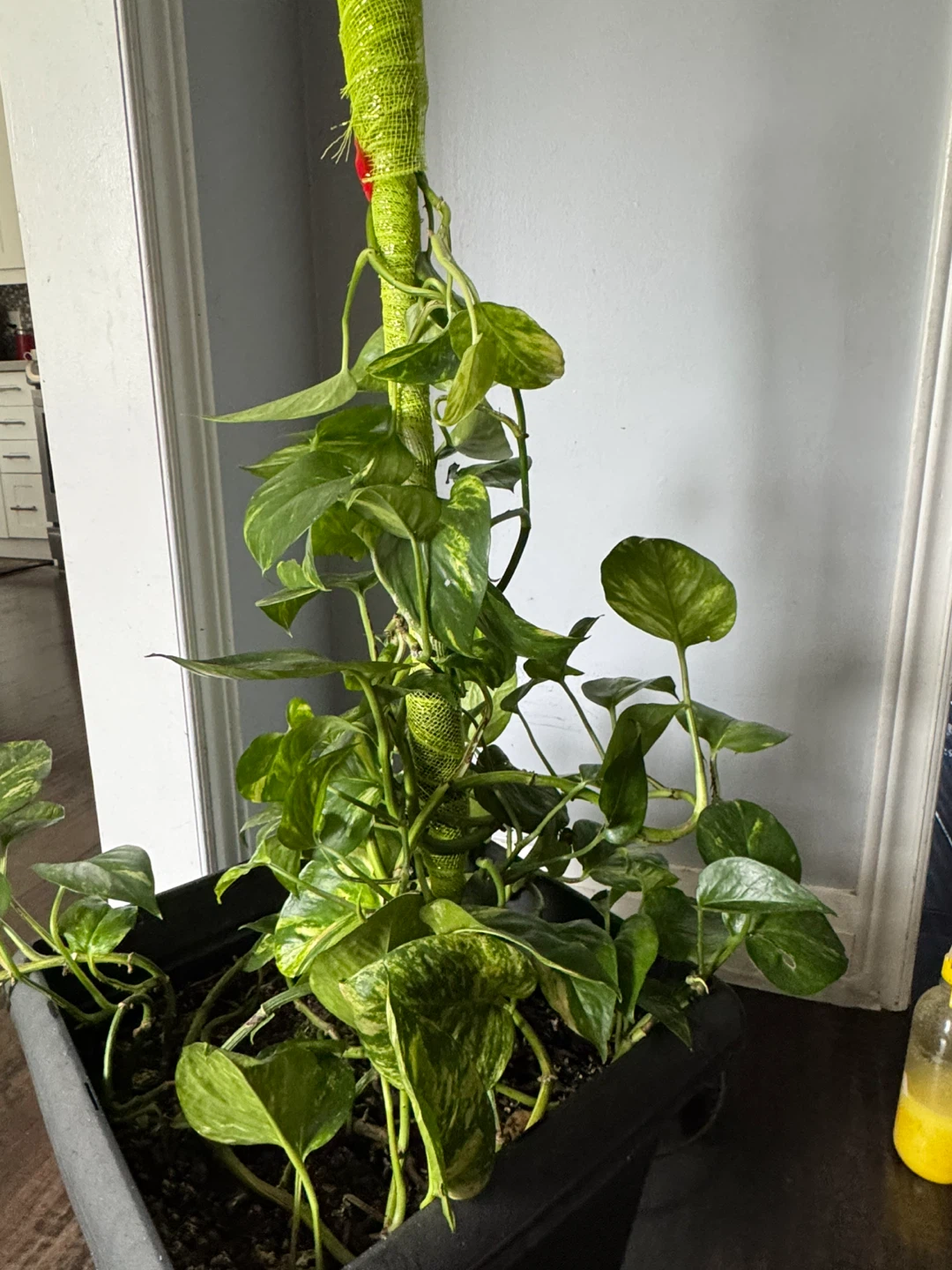 Pothos Plant in Black Pot - photo 2