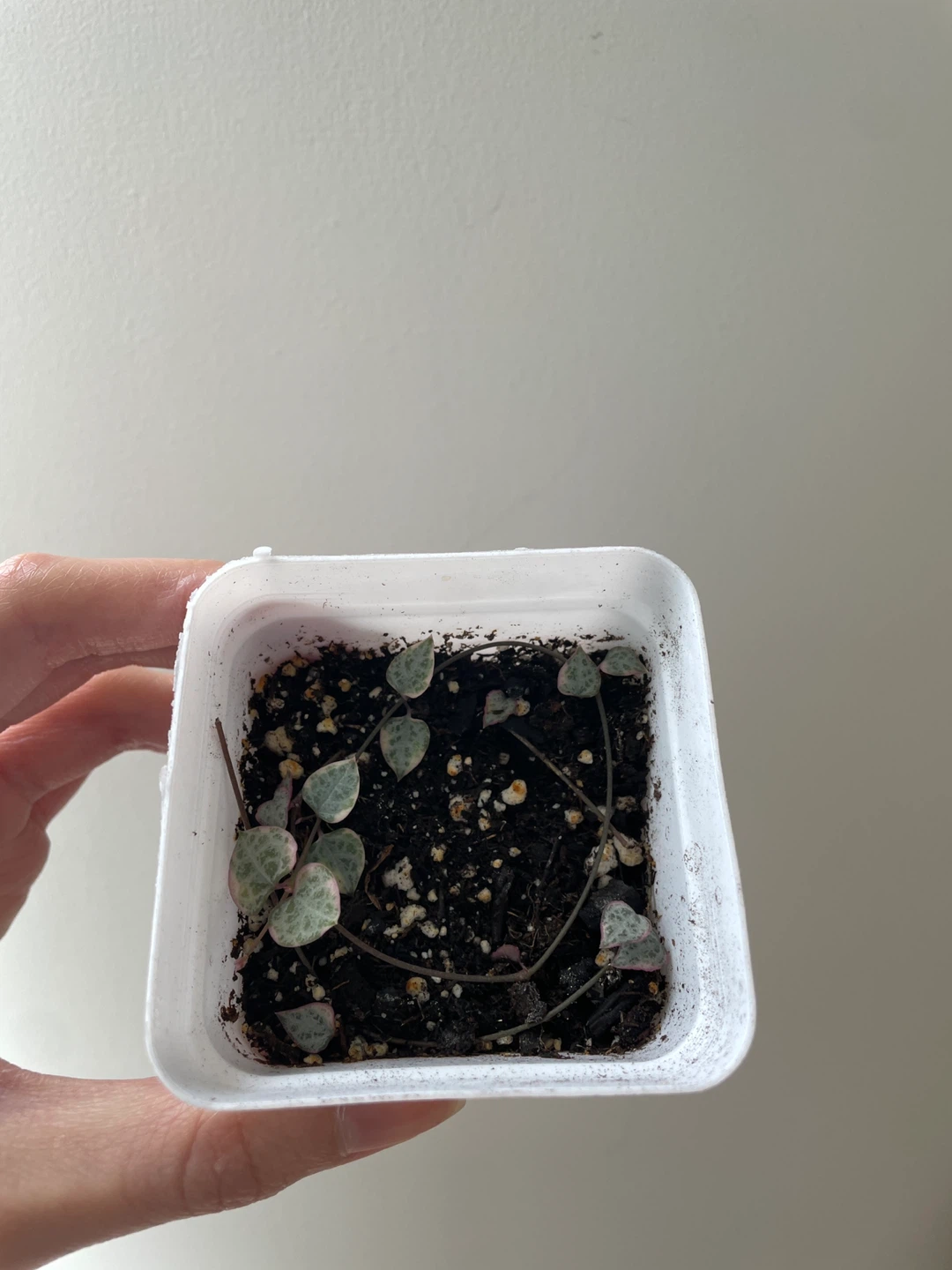 Variegated string of hearts