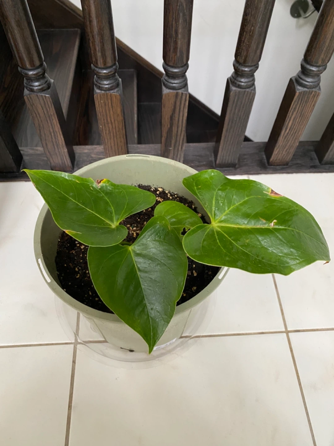 Medium Anthurium Plant - photo 2