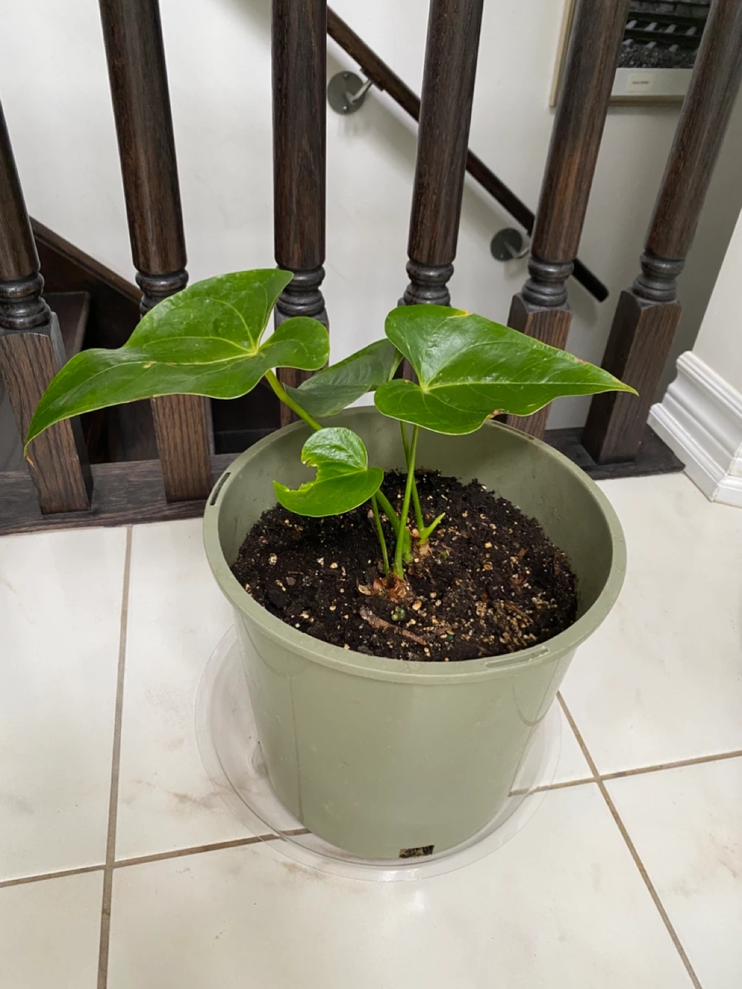 Medium Anthurium Plant