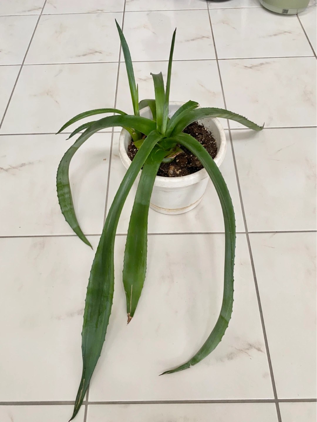 Large Agave Plant - photo 2