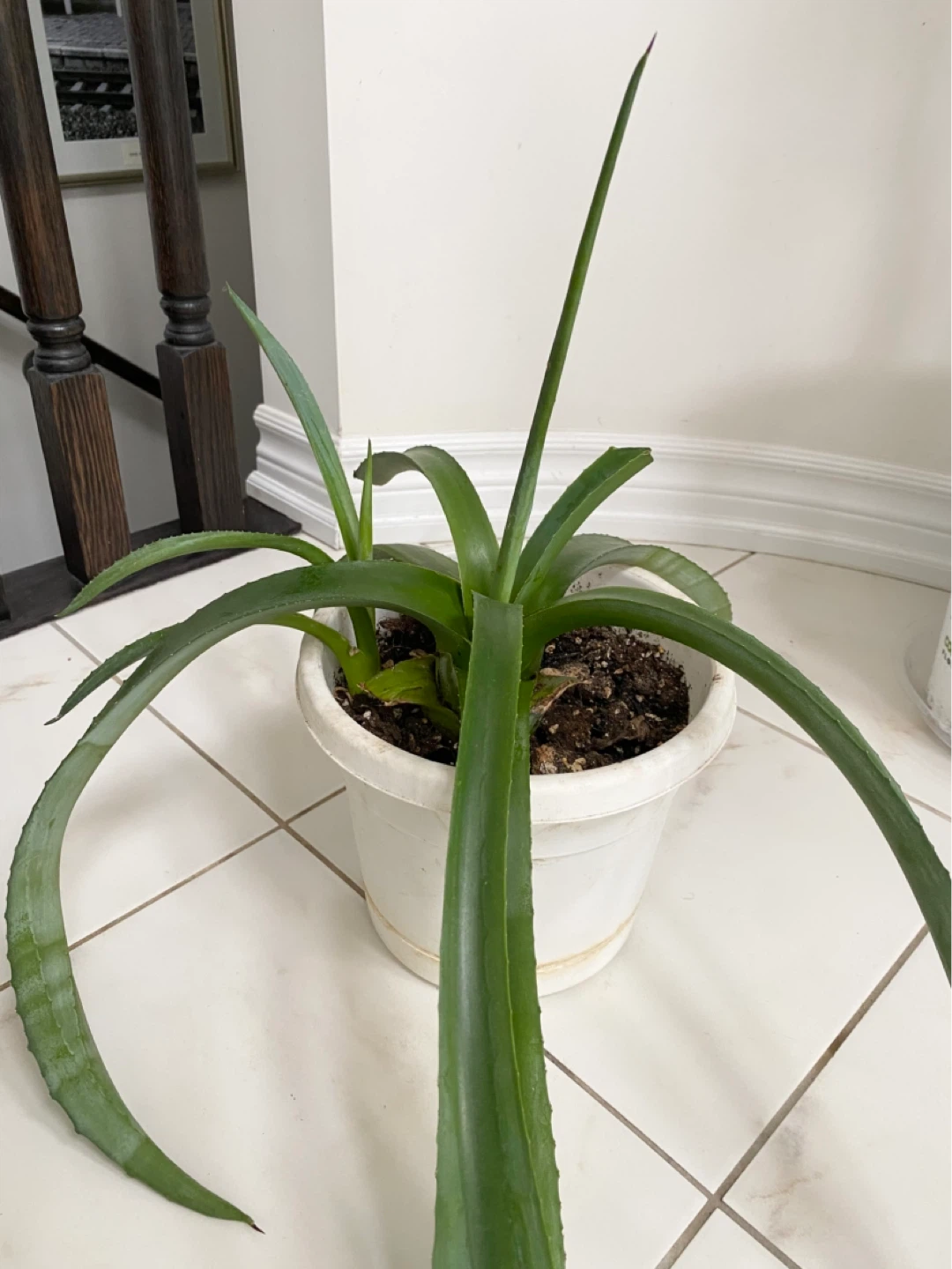 Large Agave Plant