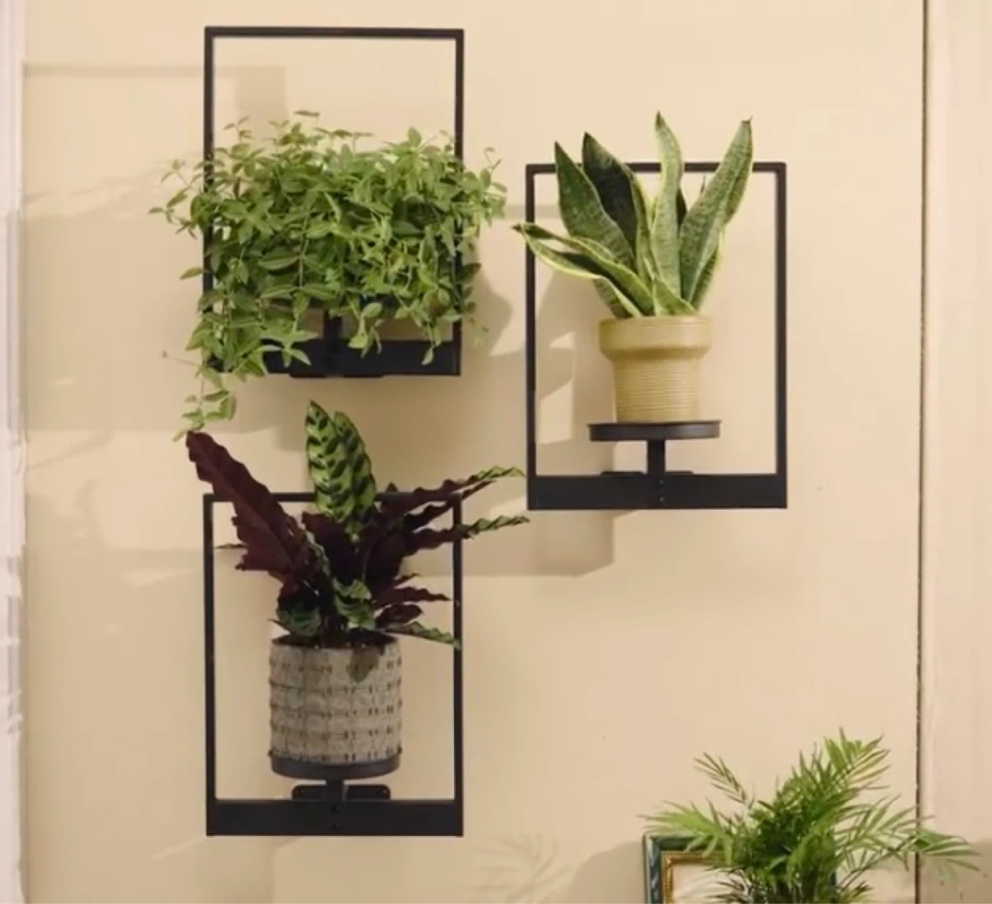 Plant Holder Shelves (Pack of 3) - photo 3