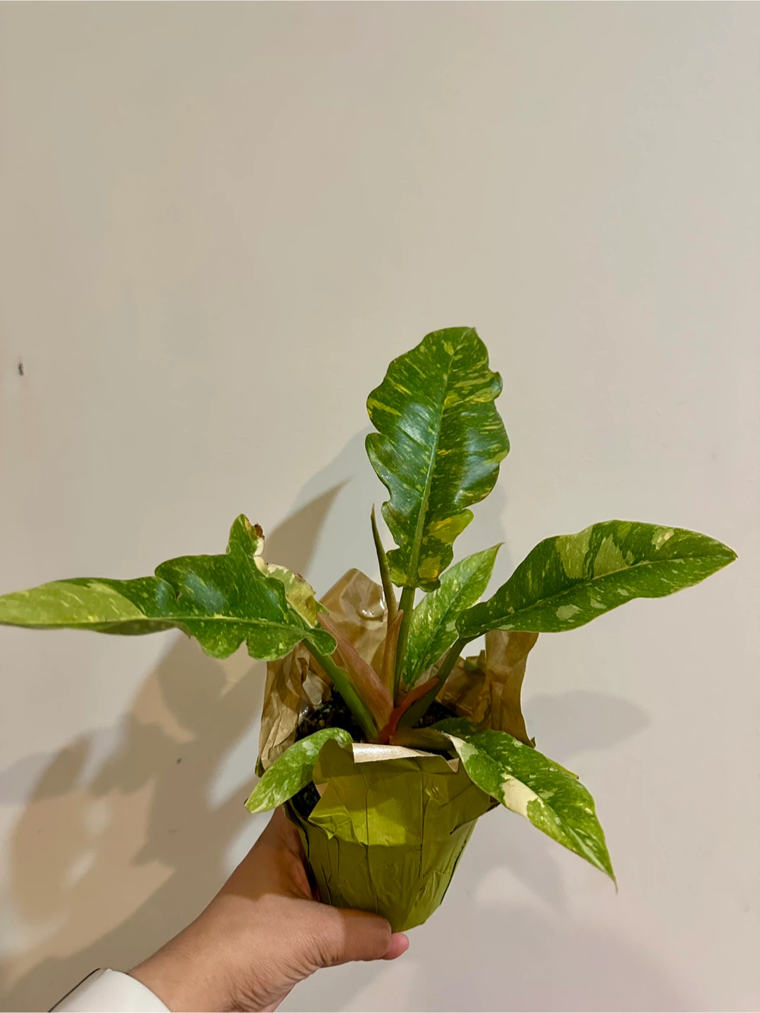 Philodendron Ring of Fire Plant ⚽️