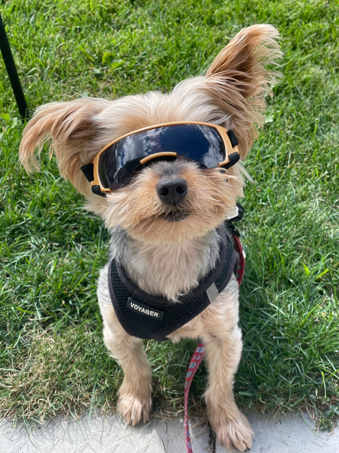 ⚽️ Dog Sunglasses for small dogs - photo 2