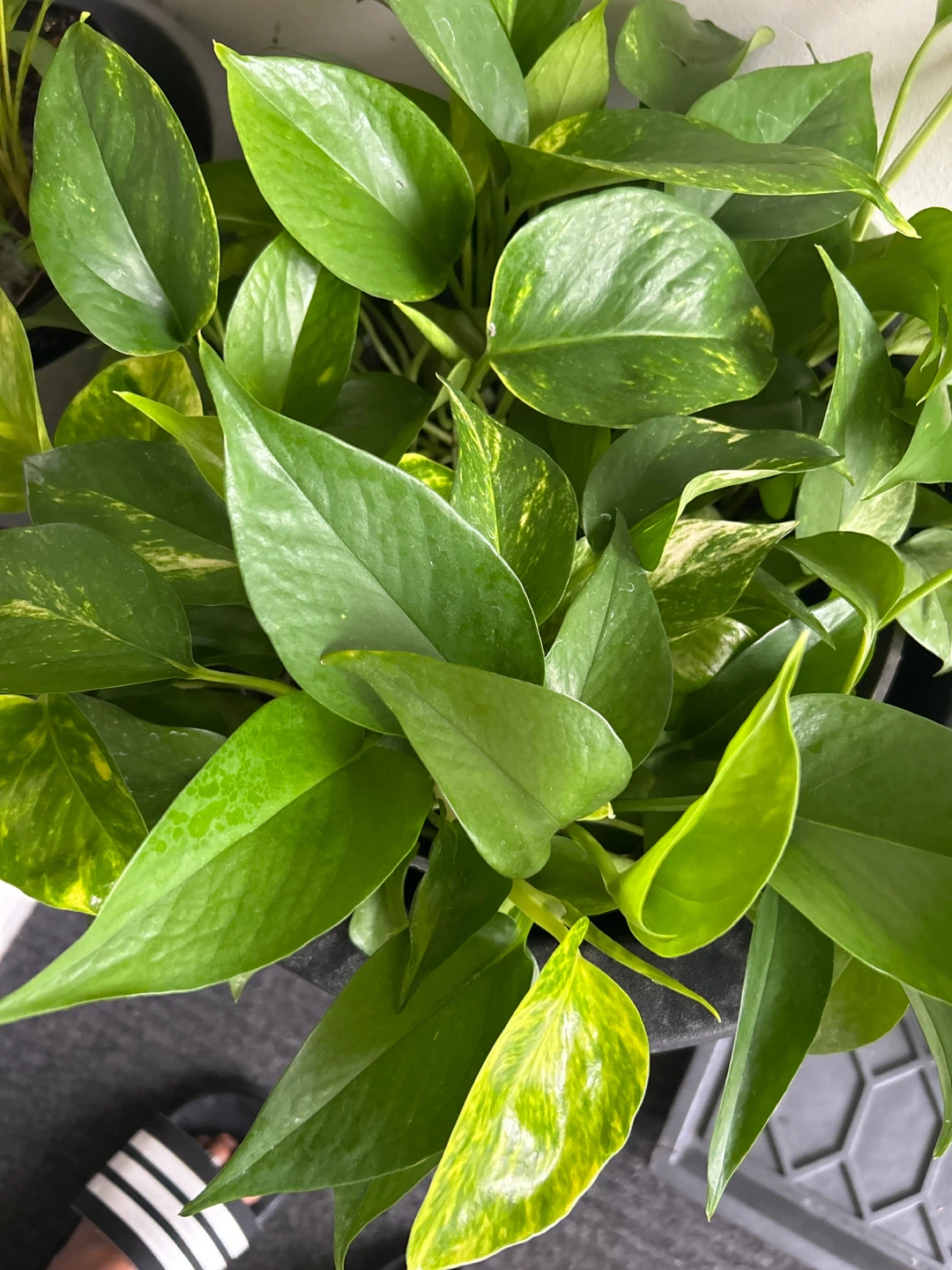 Pothos plant in black planter - photo 2