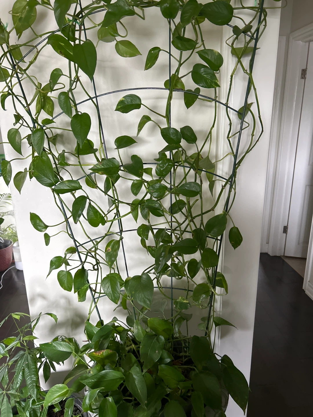 Pothos Plant in Decorative Urn Planter - photo 2
