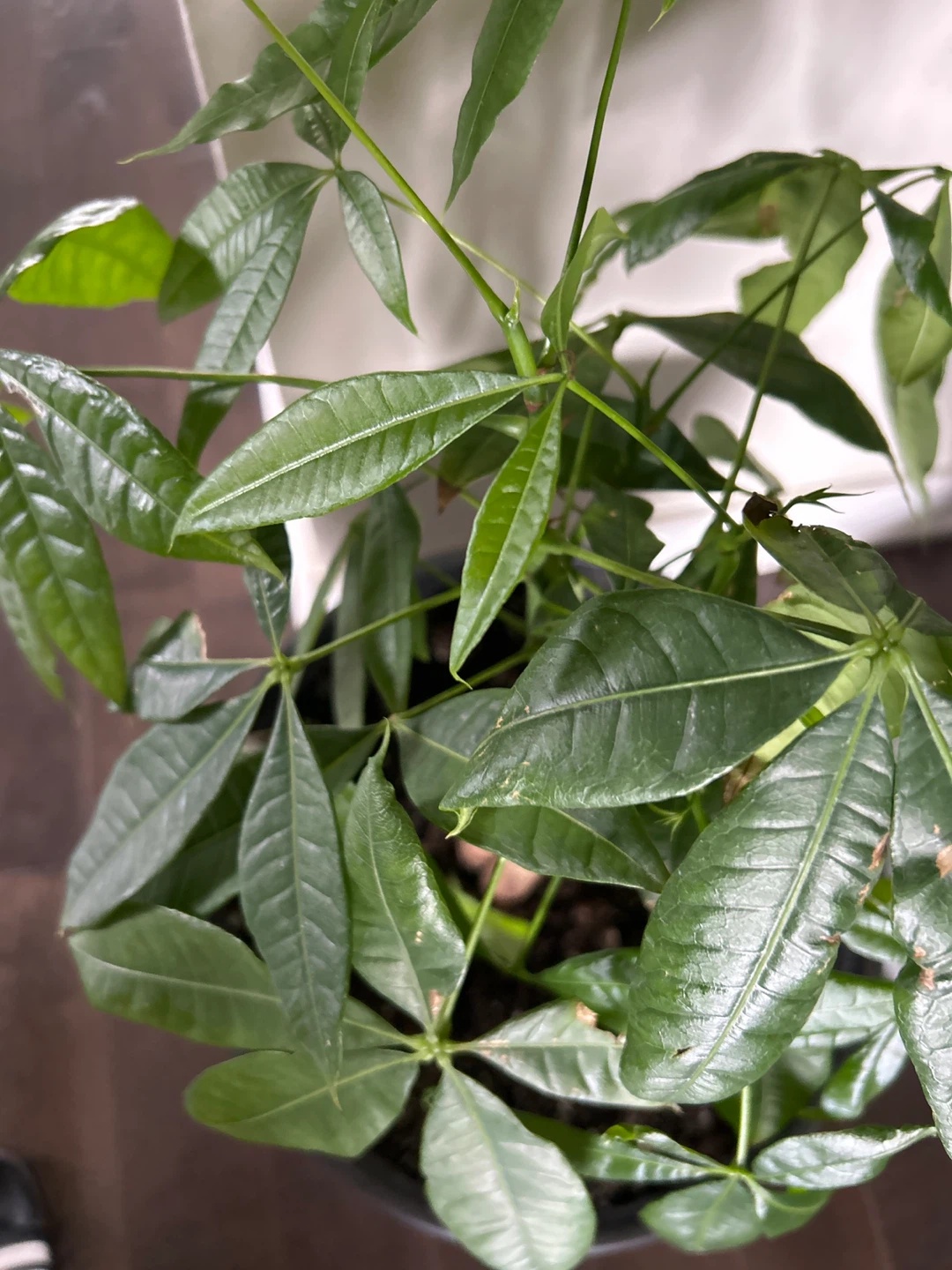 Money Tree Plant - photo 2
