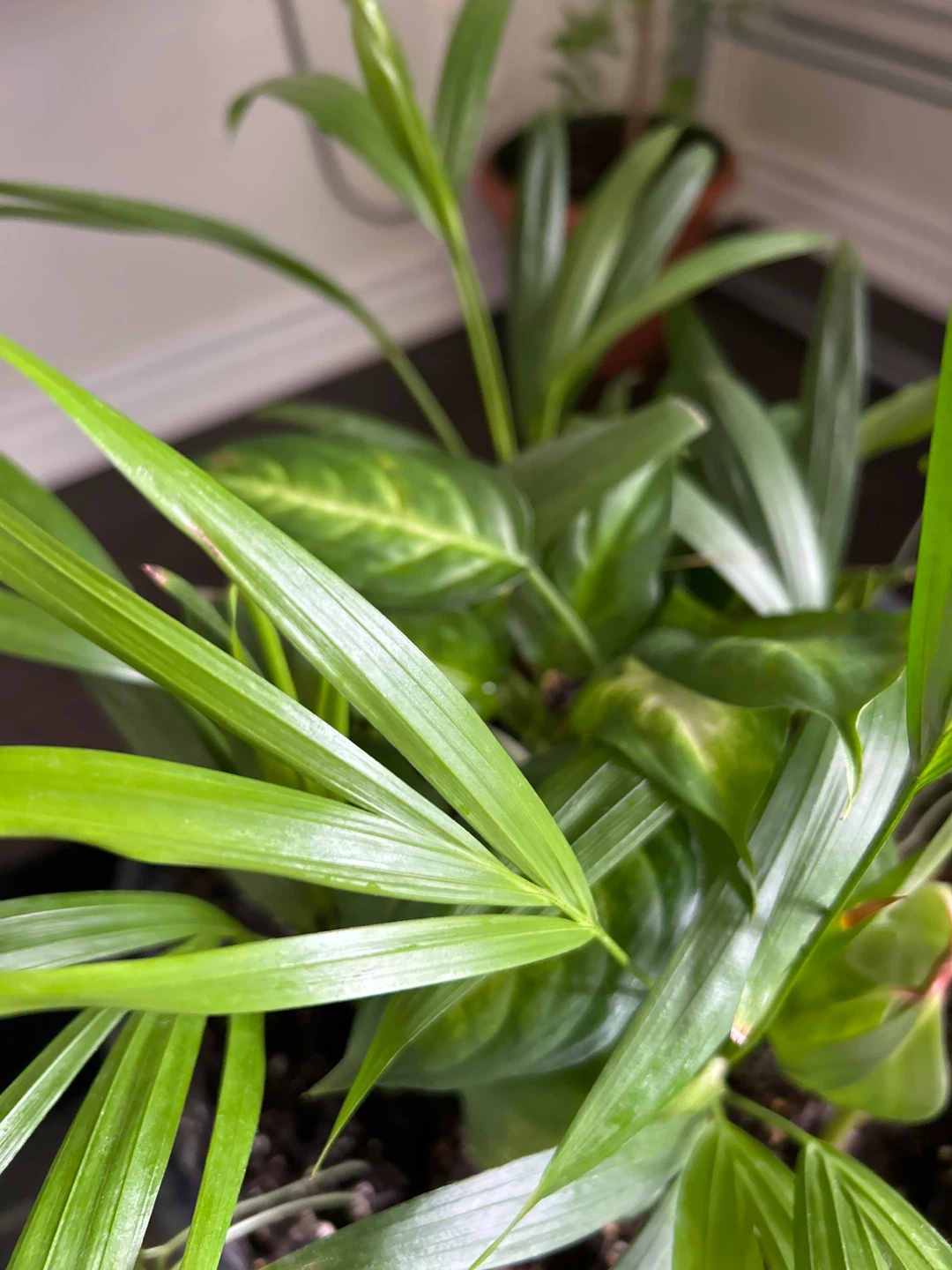 Mixed Indoor Plant in Black Pot