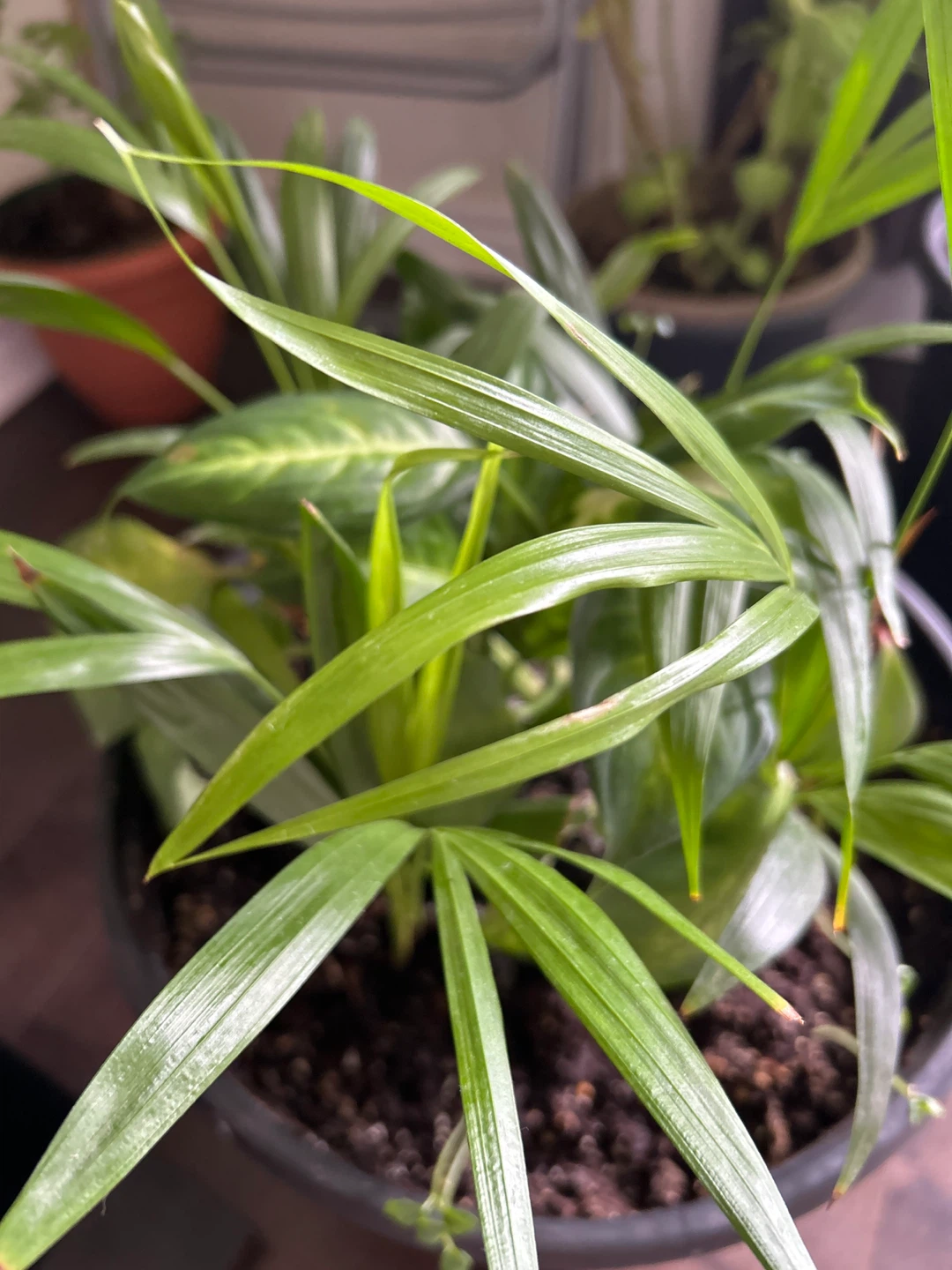 Mixed Indoor Plant in Black Pot - photo 2