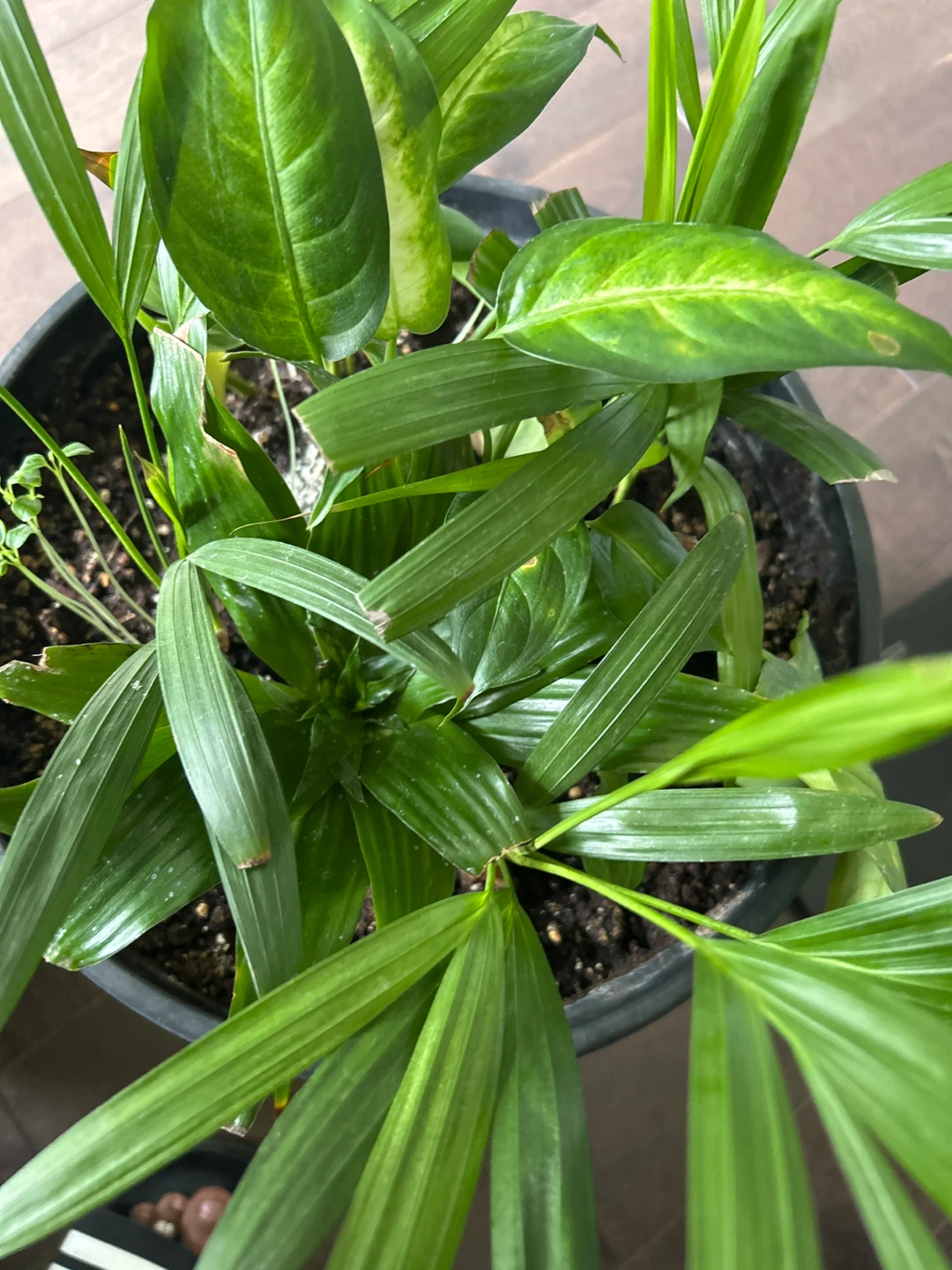 Mixed Indoor Plant in Black Pot - photo 4