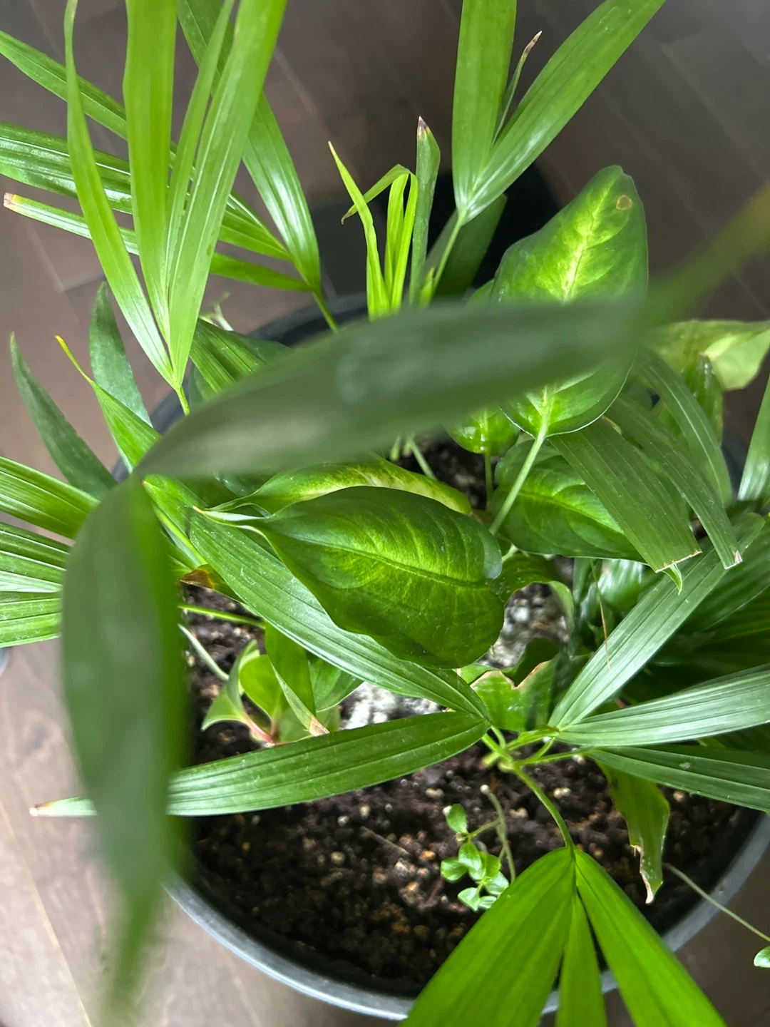 Mixed Indoor Plant in Black Pot - photo 5