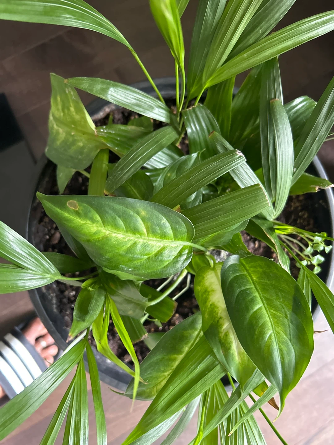 Mixed Indoor Plant in Black Pot - photo 3