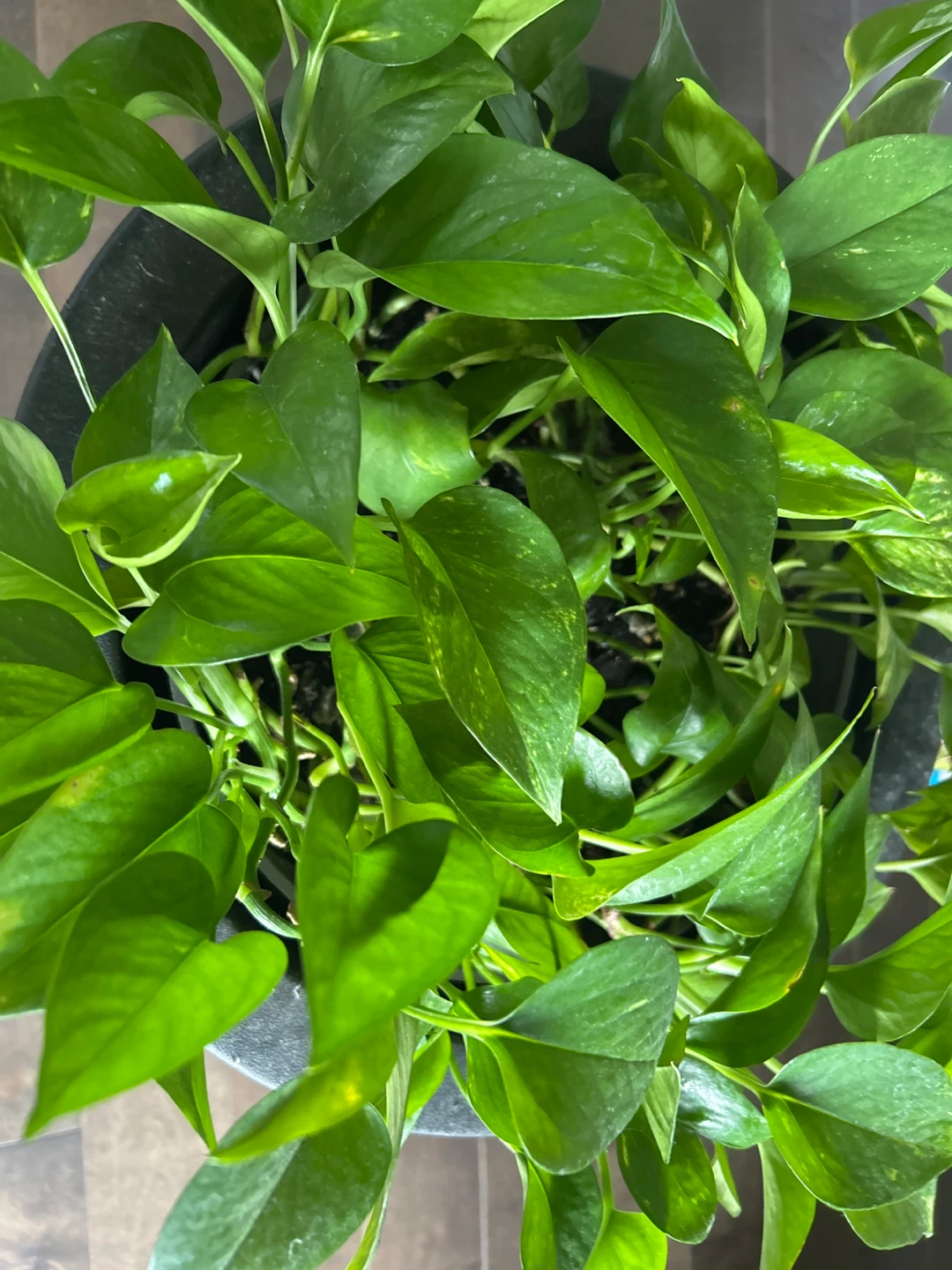 Pothos Plant in Pot - photo 2