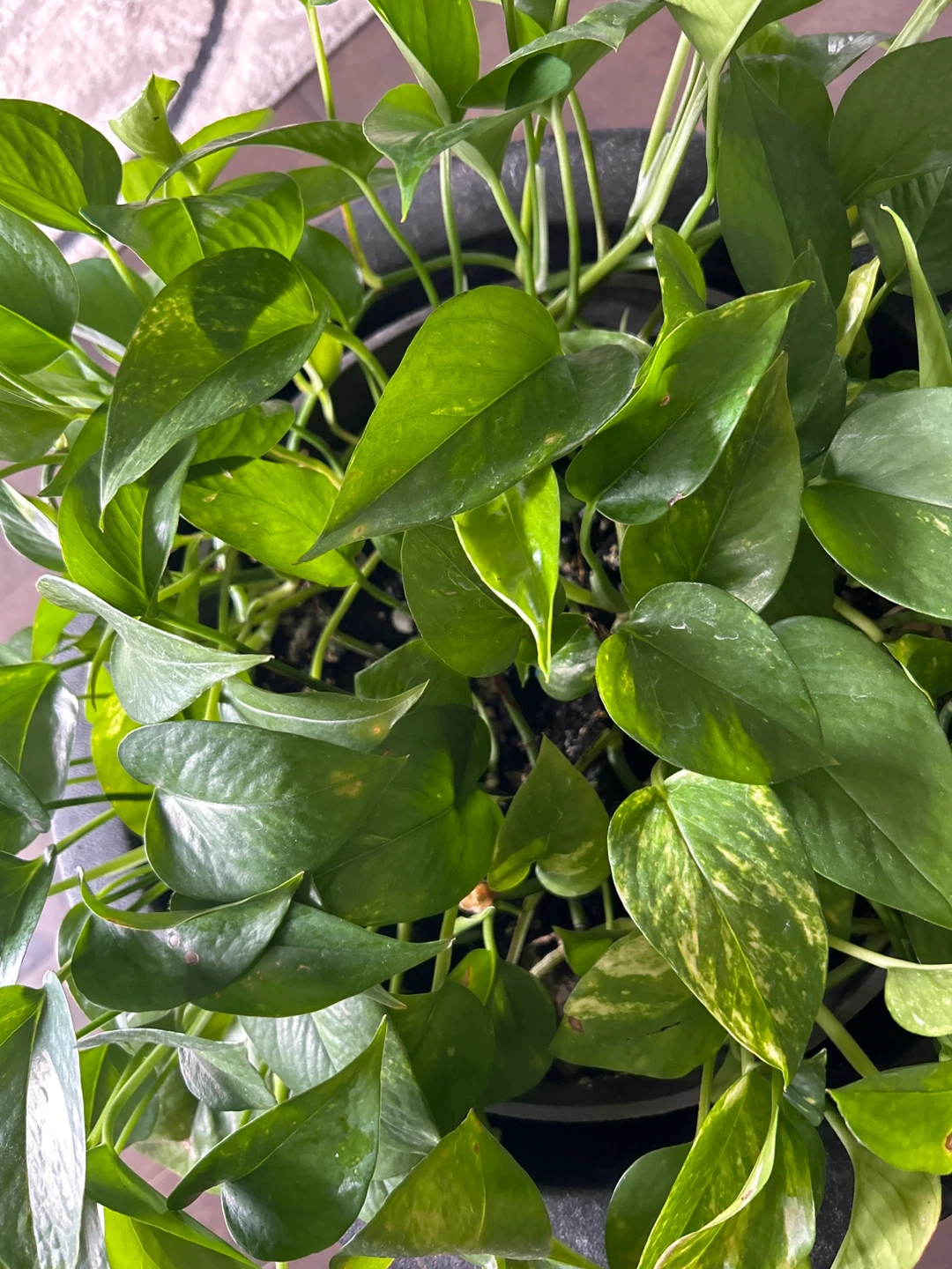 Pothos Plant in Pot - photo 4