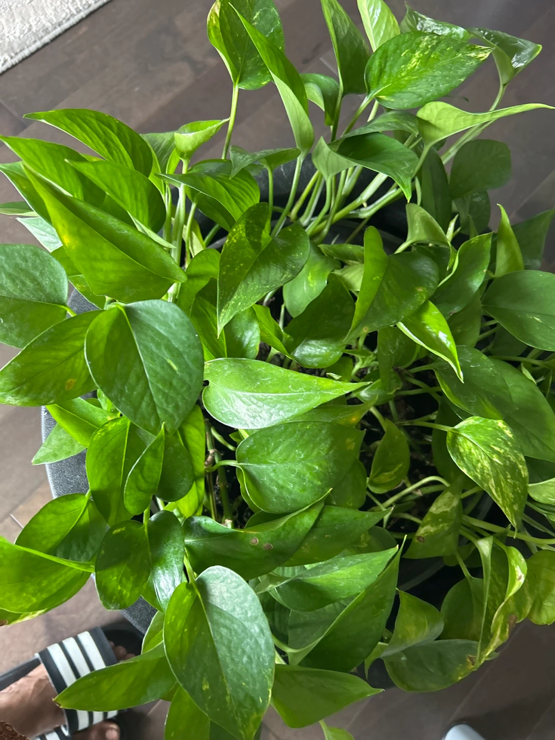 Pothos Plant in Pot