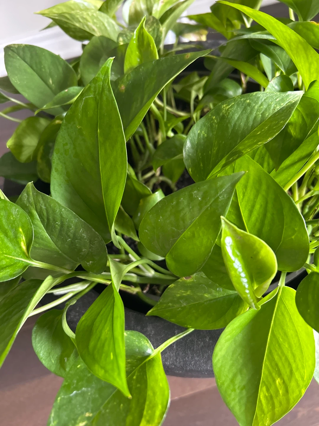 Pothos Plant in Pot - photo 3