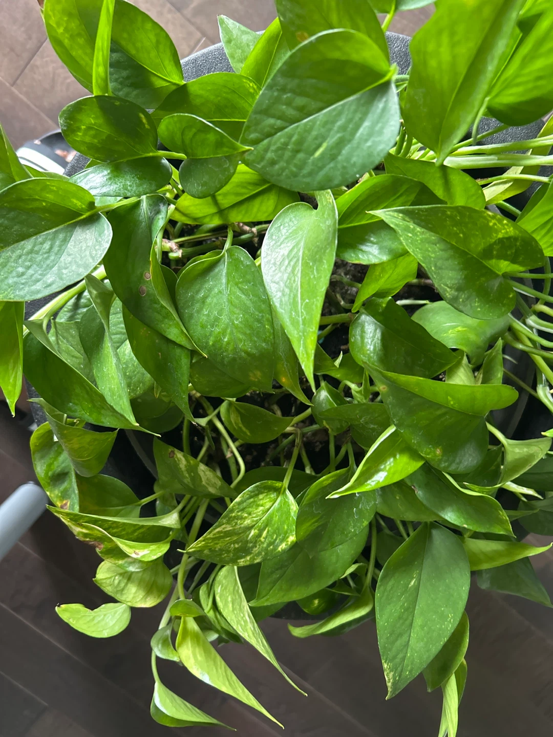 Pothos Plant in Pot - photo 5