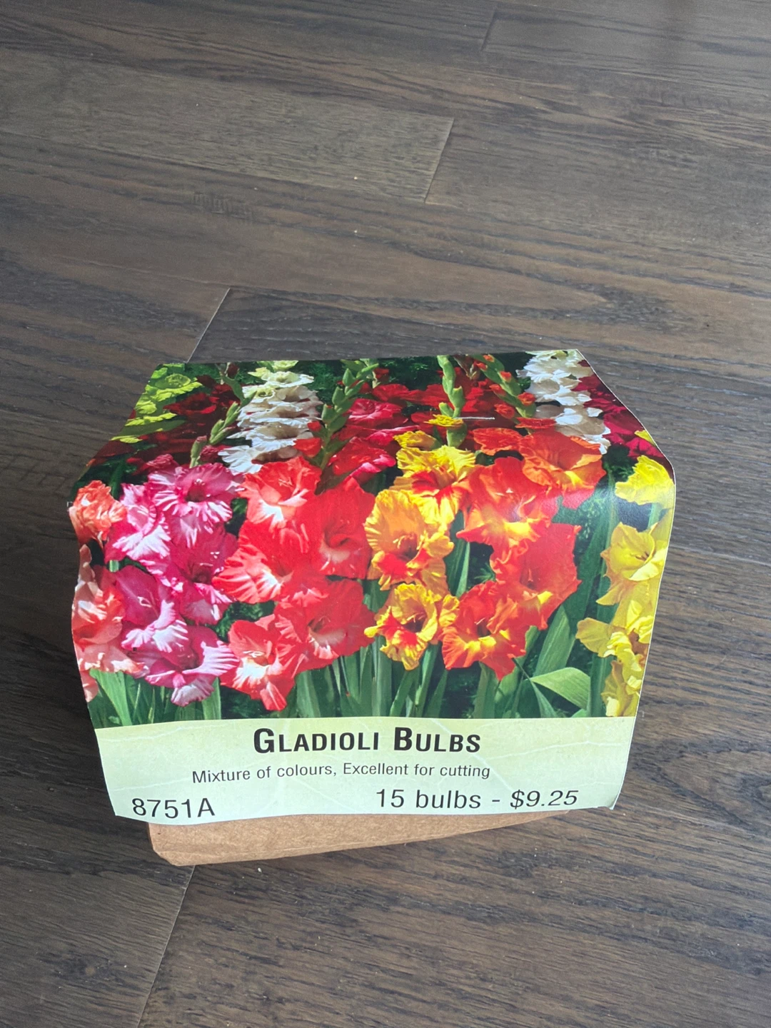 William Dam Seeds Gladioli Bulbs - Mixture of Colours