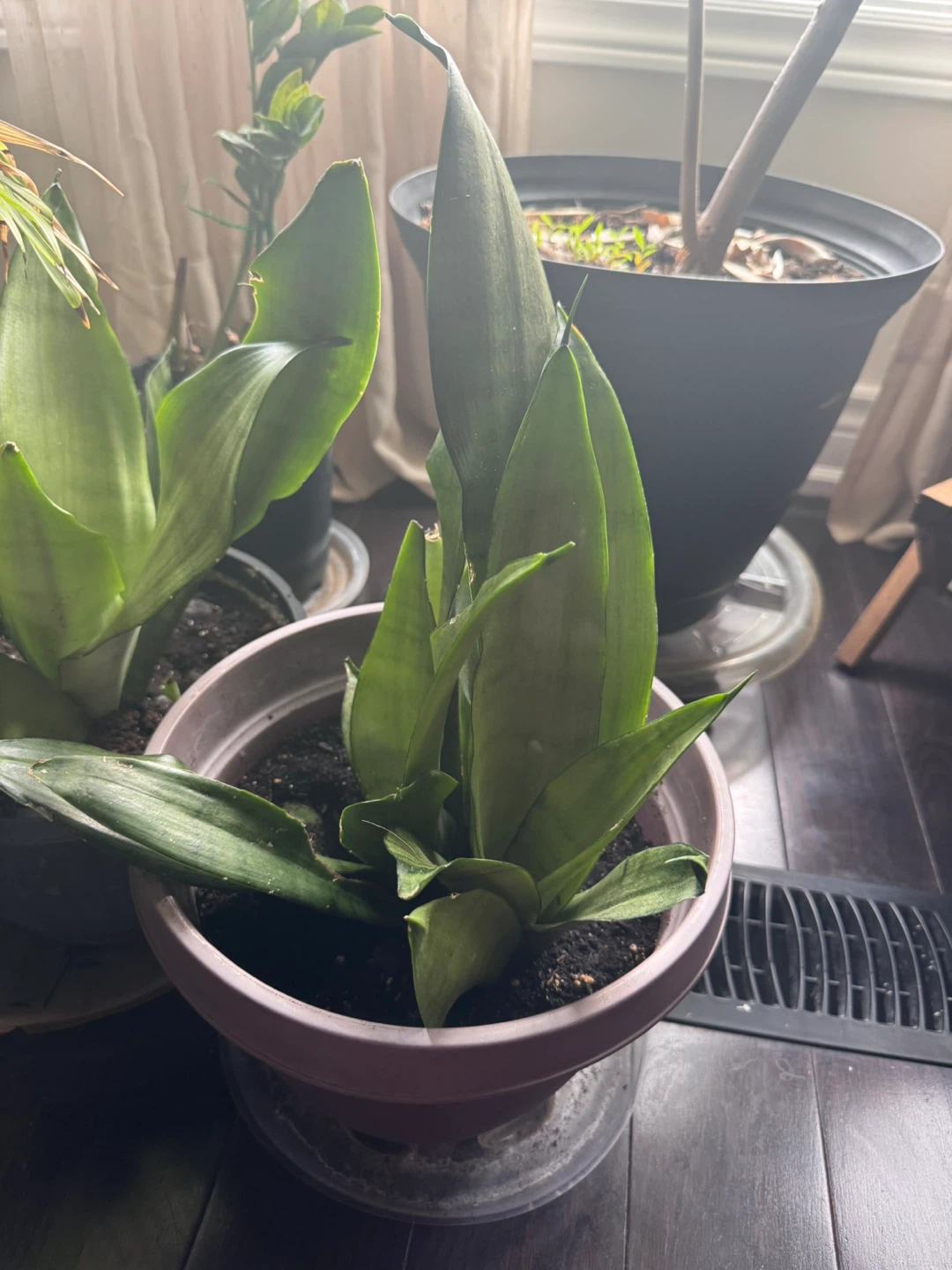 Snake Plant & Heartleaf Philodendron Indoor Plants