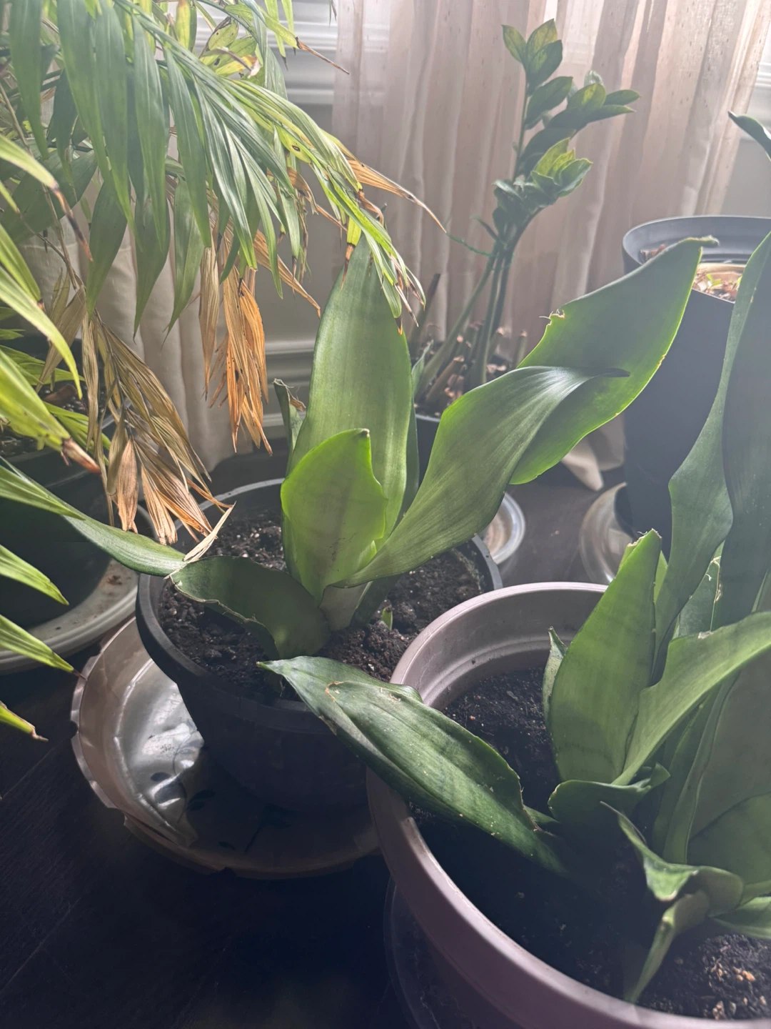 Snake Plant & Heartleaf Philodendron Indoor Plants - photo 2