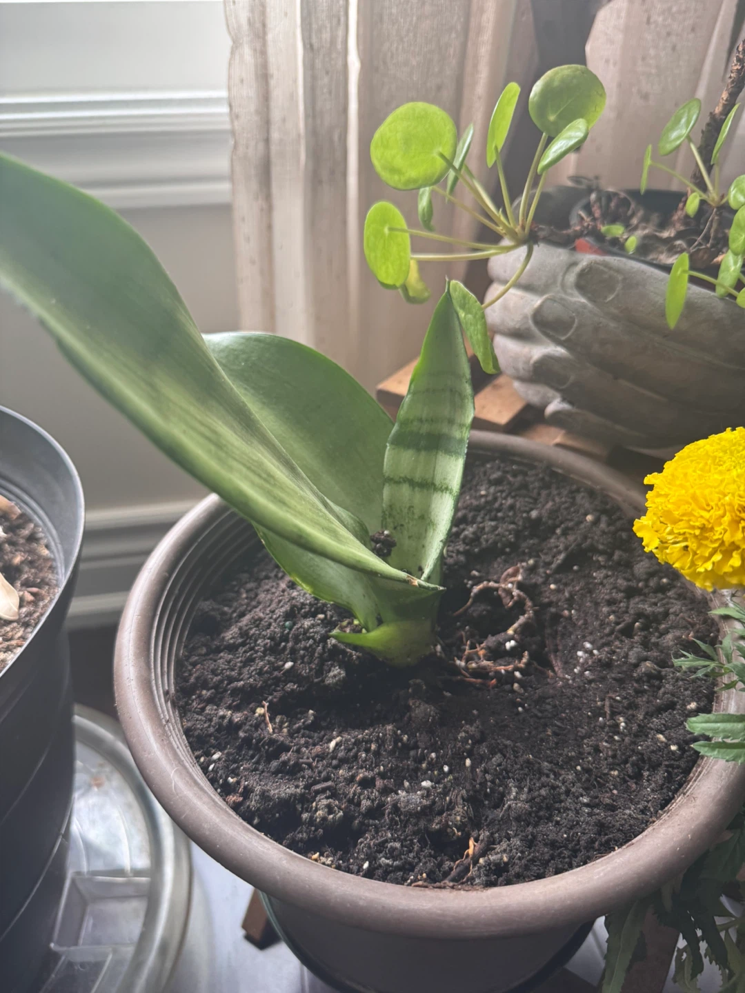Snake Plant & Heartleaf Philodendron Indoor Plants - photo 4