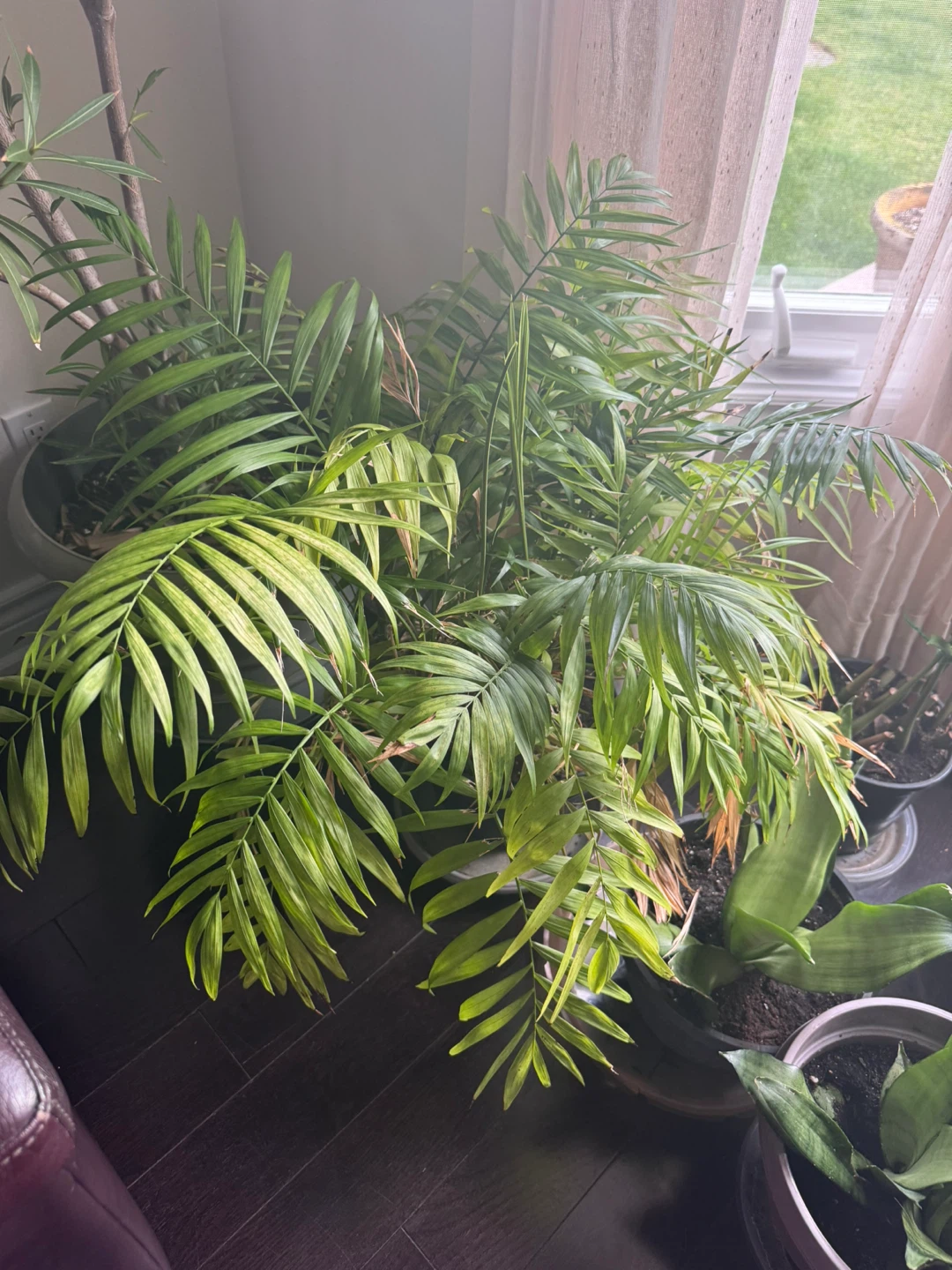 Snake Plant & Heartleaf Philodendron Indoor Plants - photo 3