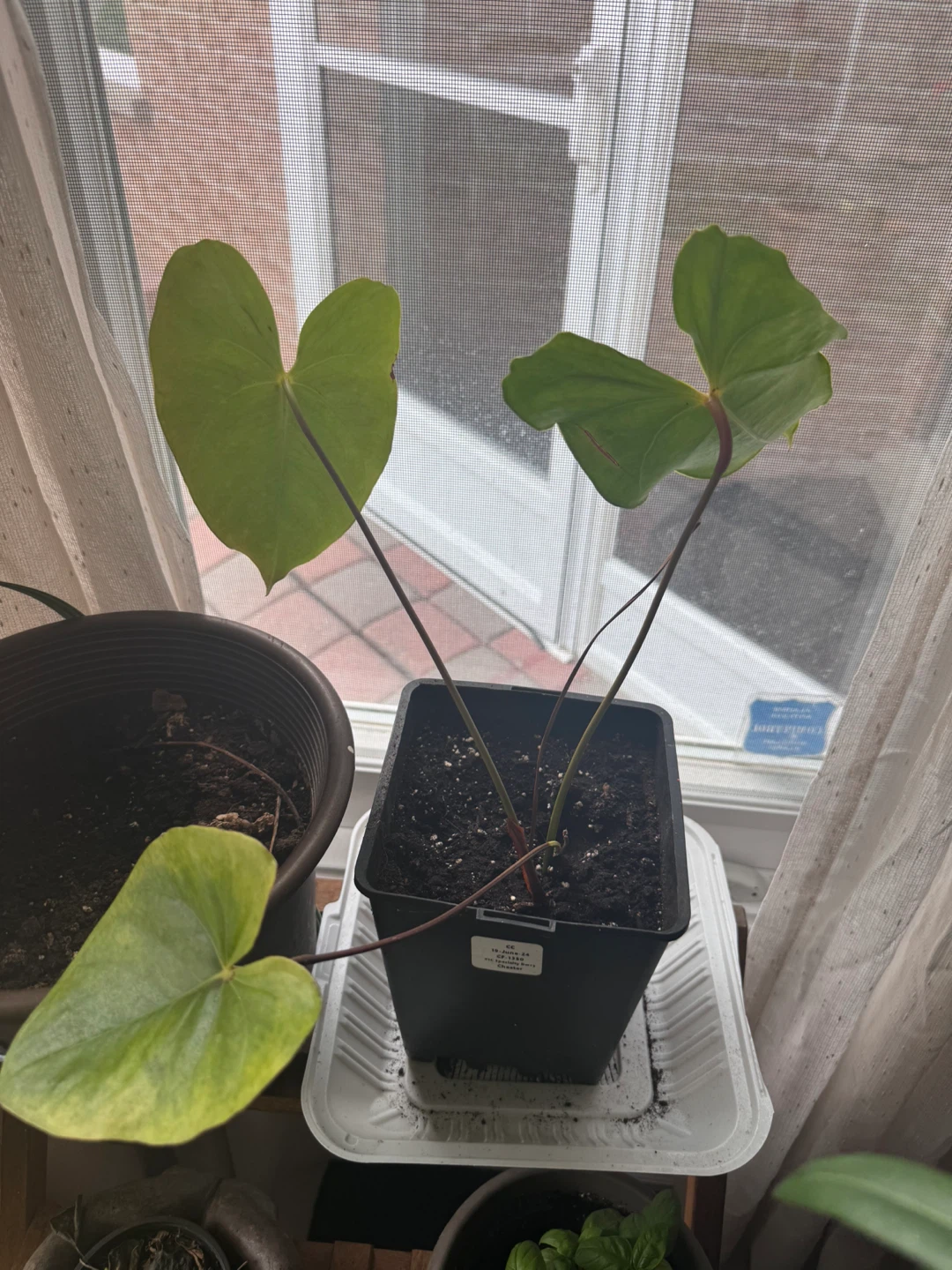 Snake Plant & Heartleaf Philodendron Indoor Plants - photo 5