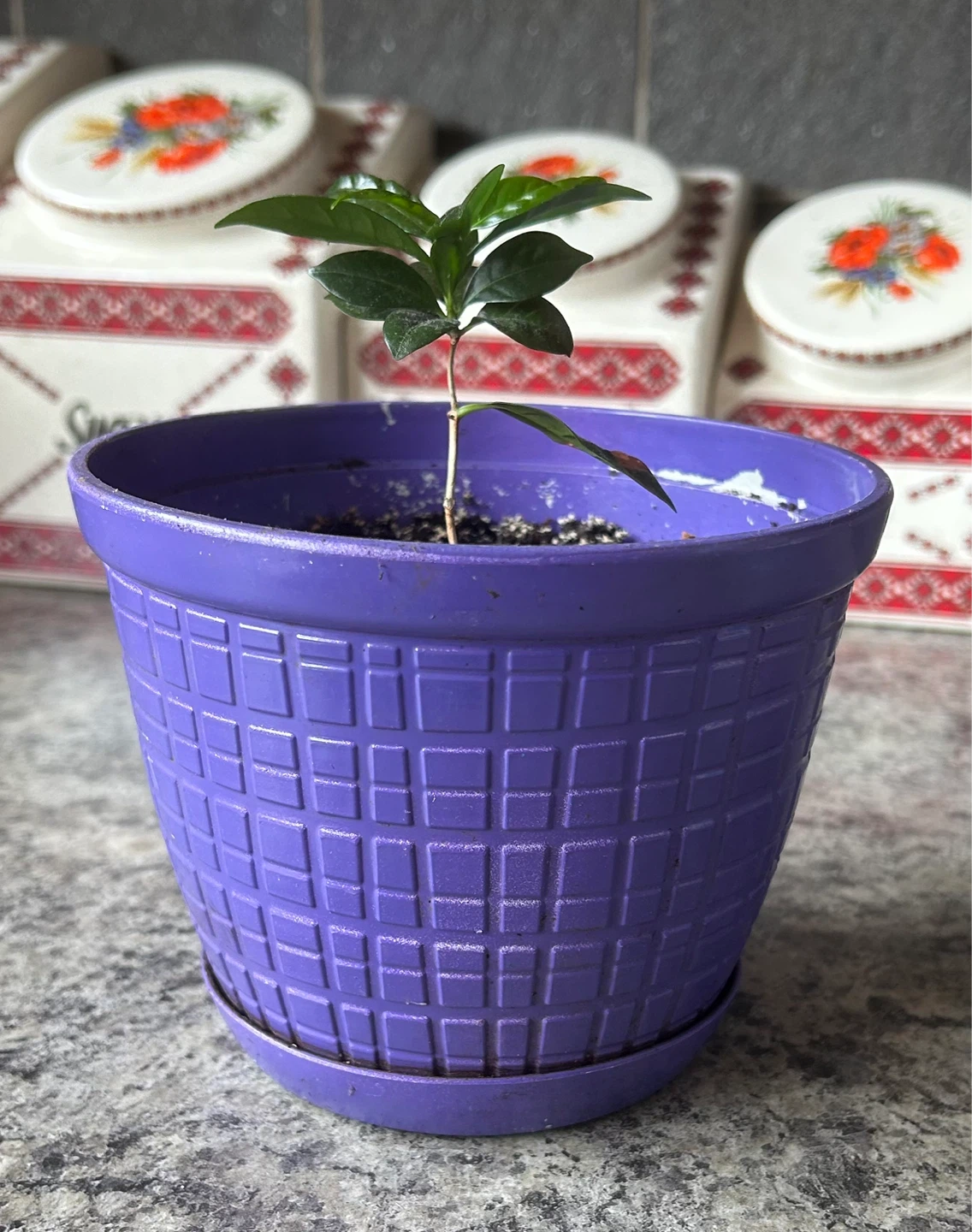 Coffee Plant in Purple Pot ⚽