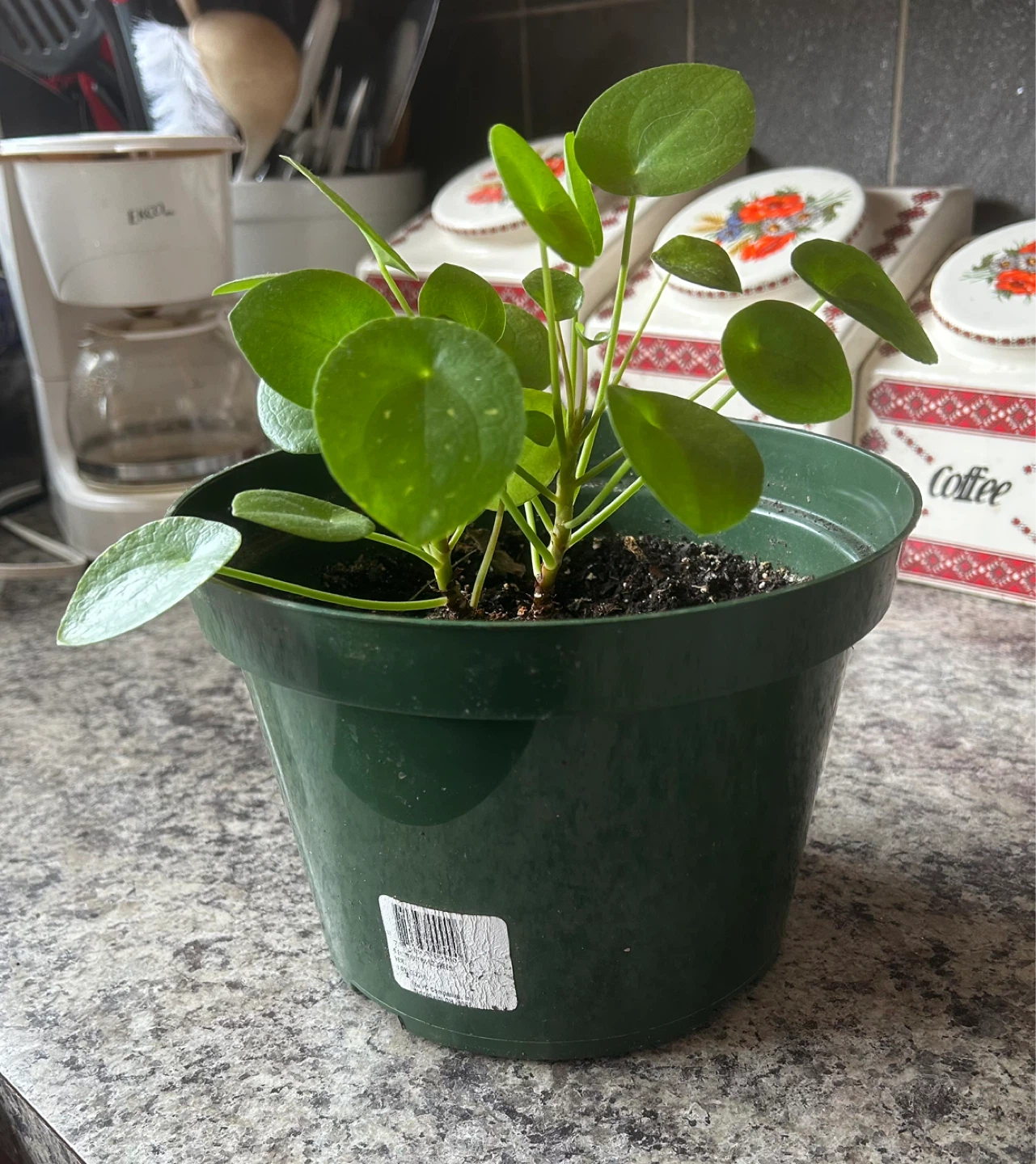 Pilea Peperomioides Plant