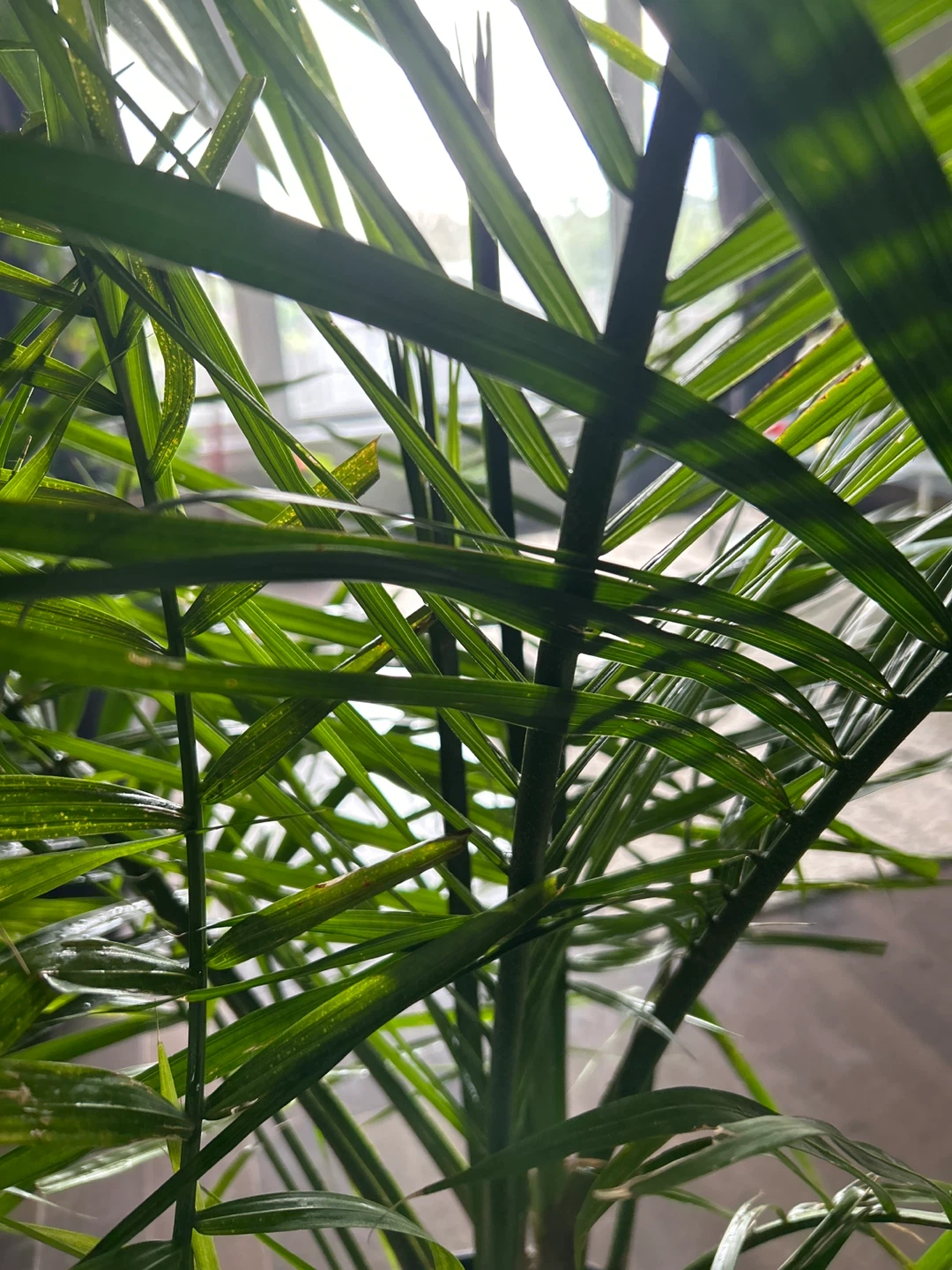 Areca Palm Plant - photo 4