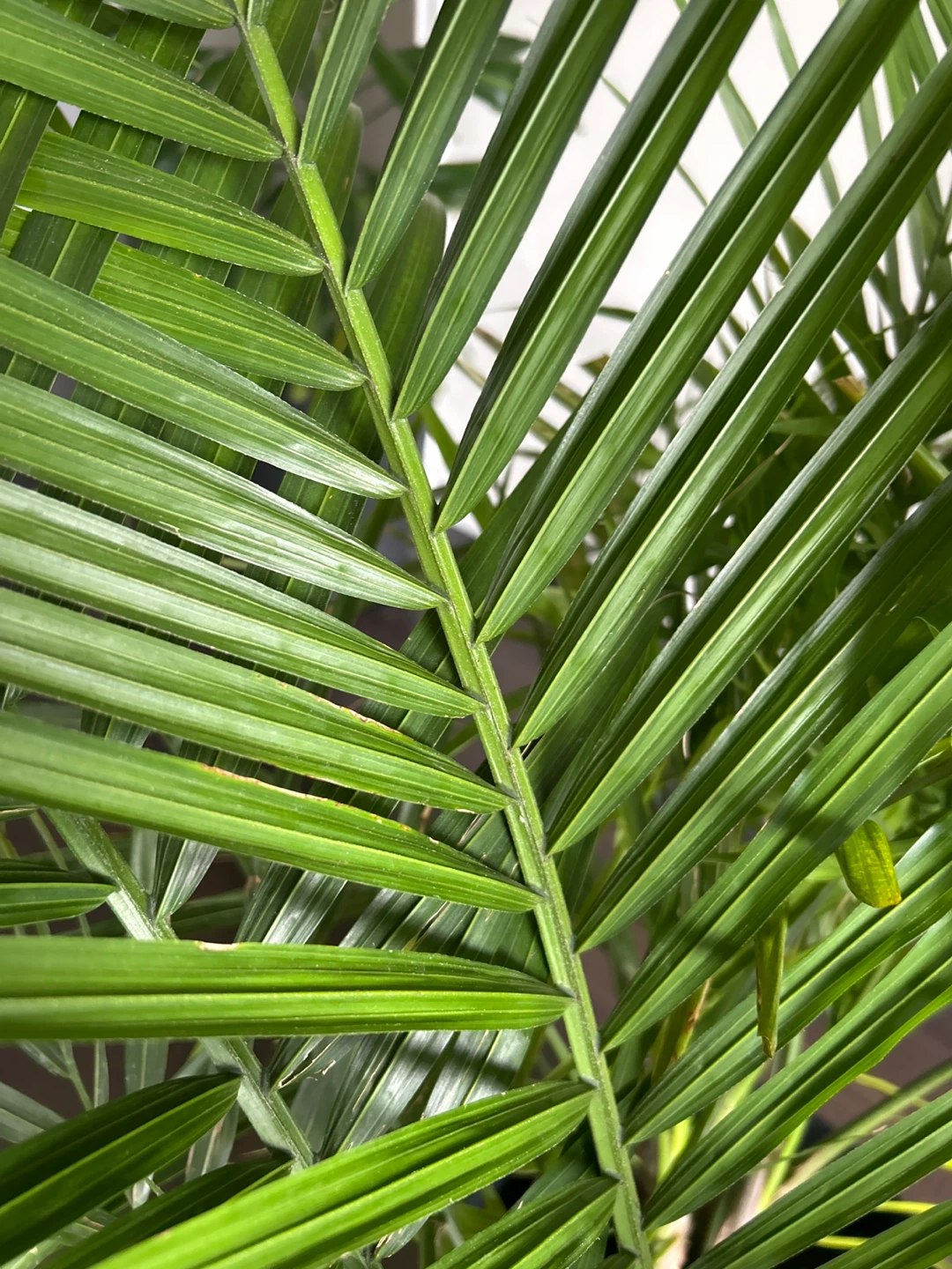 Areca Palm Plant - photo 2