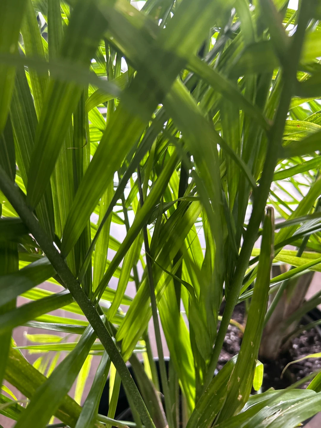 Areca Palm Plant - photo 3