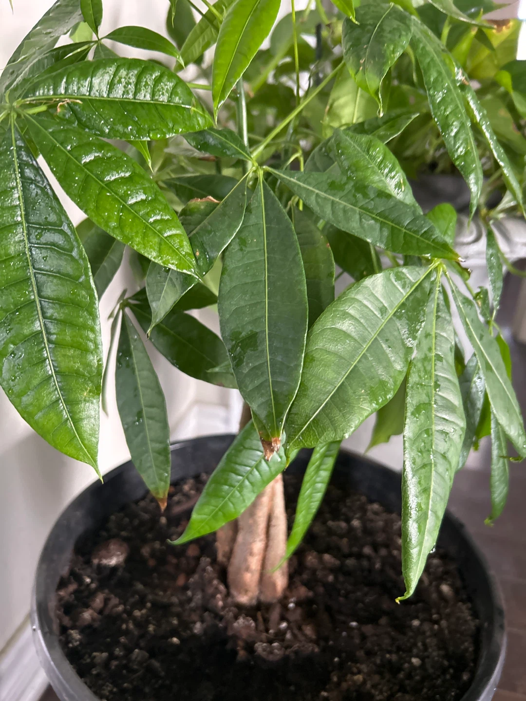 Money Tree Plant - photo 5