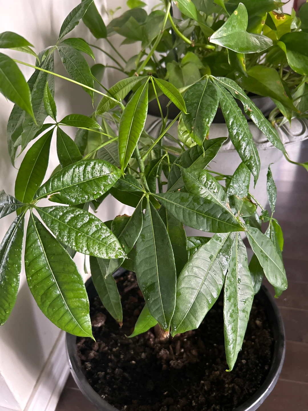 Money Tree Plant - photo 3