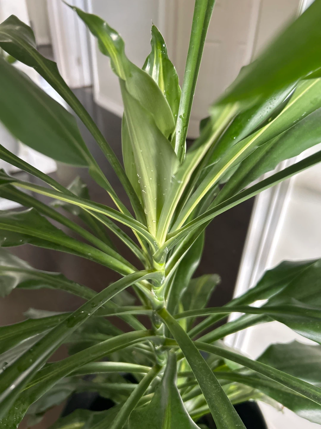 Dracaena Fragrans Corn Plant - photo 5