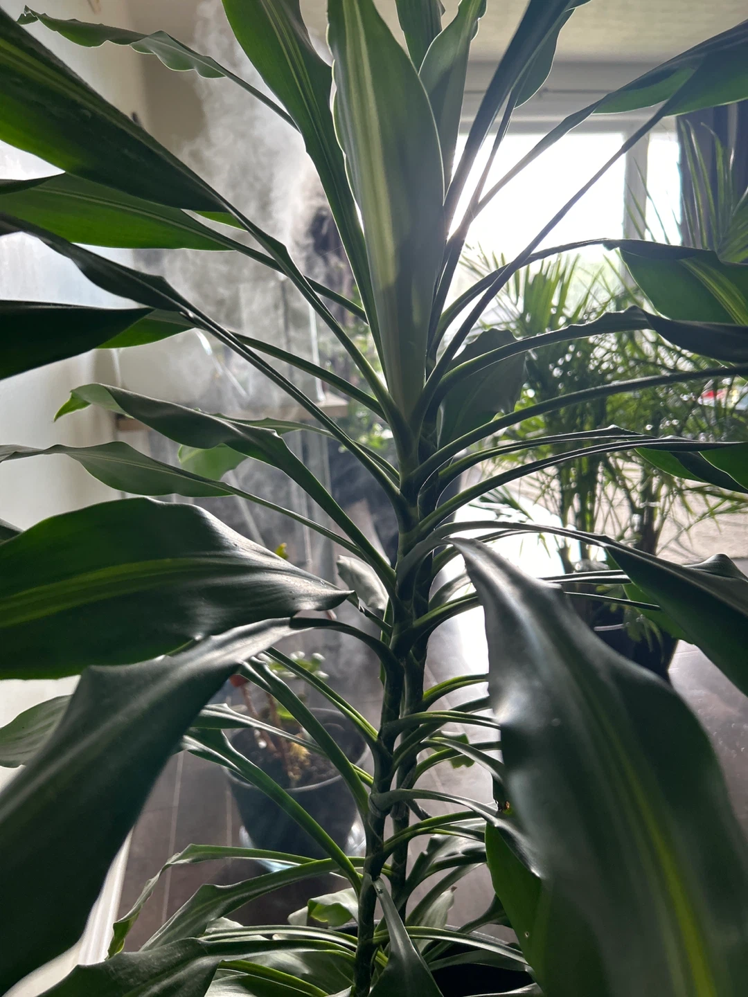 Dracaena Fragrans Corn Plant - photo 4