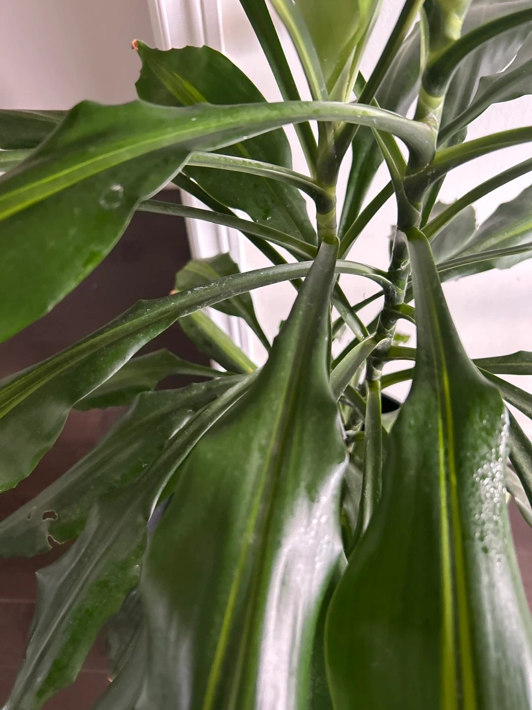 Dracaena Fragrans Corn Plant - photo 2