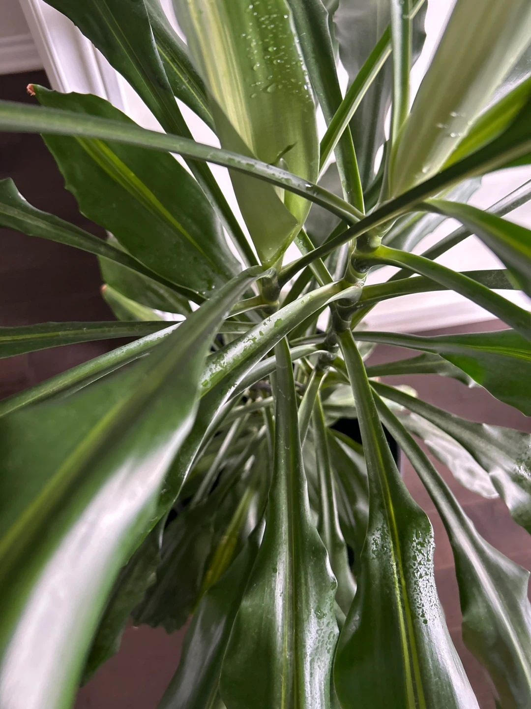 Dracaena Fragrans Corn Plant - photo 3