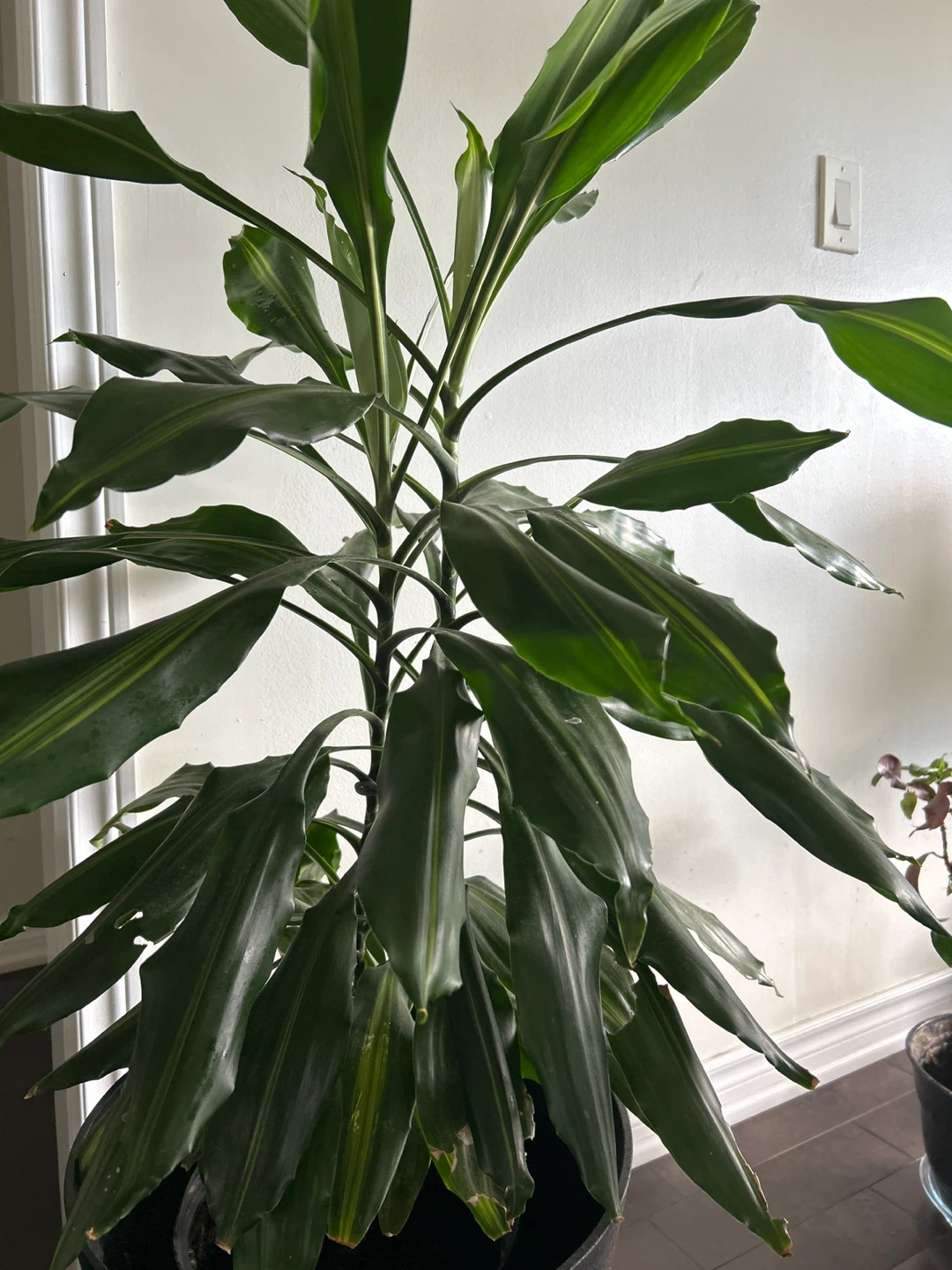 Dracaena Fragrans Corn Plant