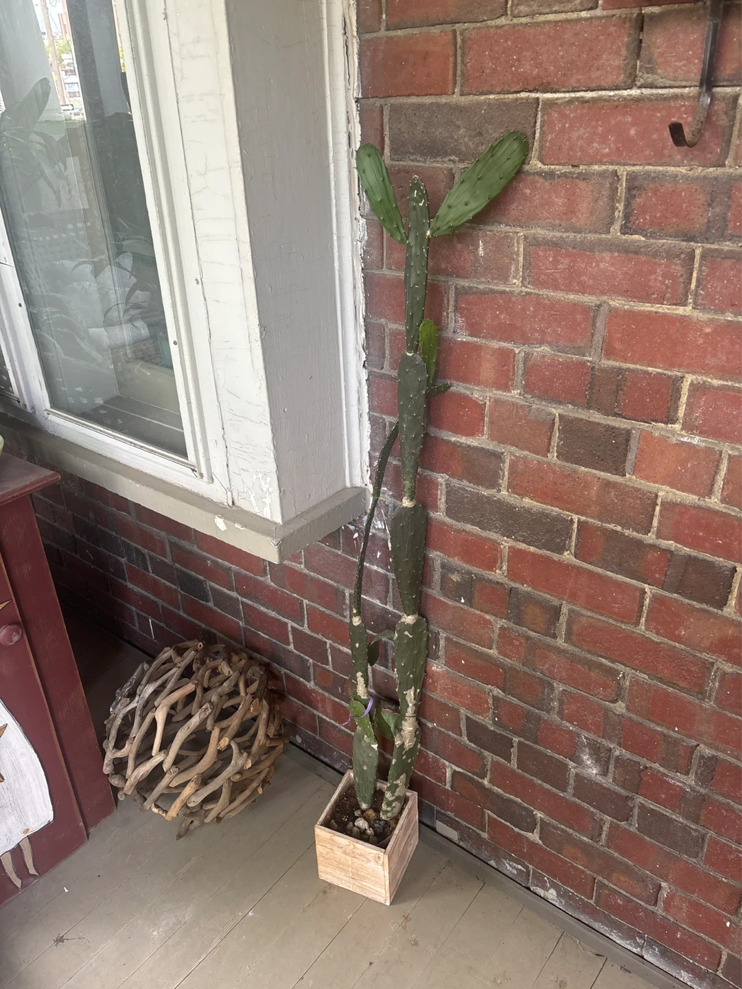 Opuntia Cactus in Wooden Pot