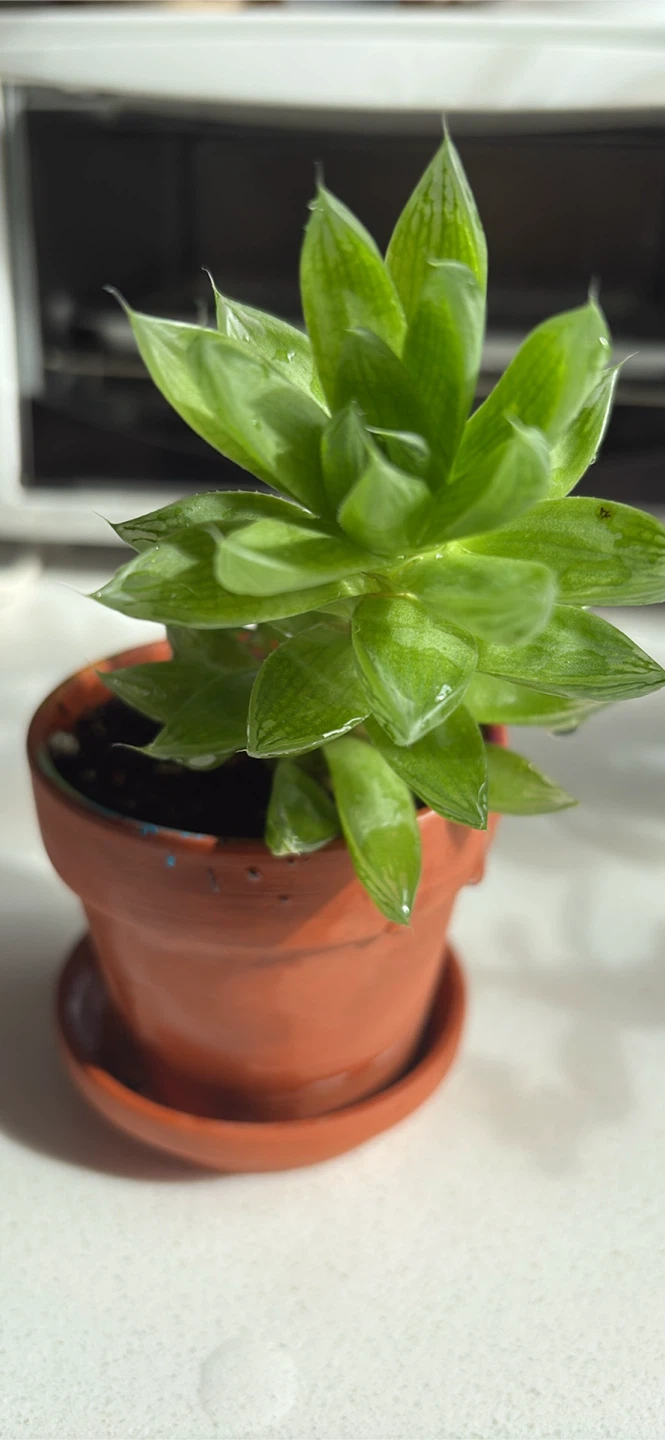 Haworthia Succulent Plant