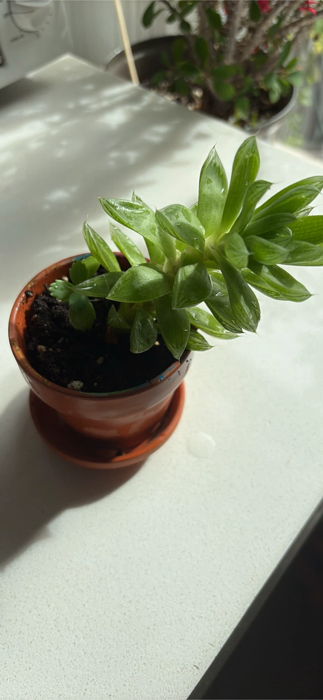 Haworthia Succulent Plant - photo 2