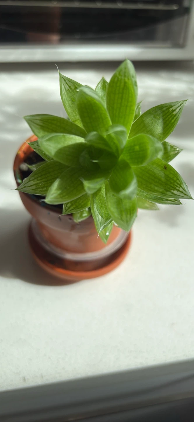 Haworthia Succulent Plant - photo 3